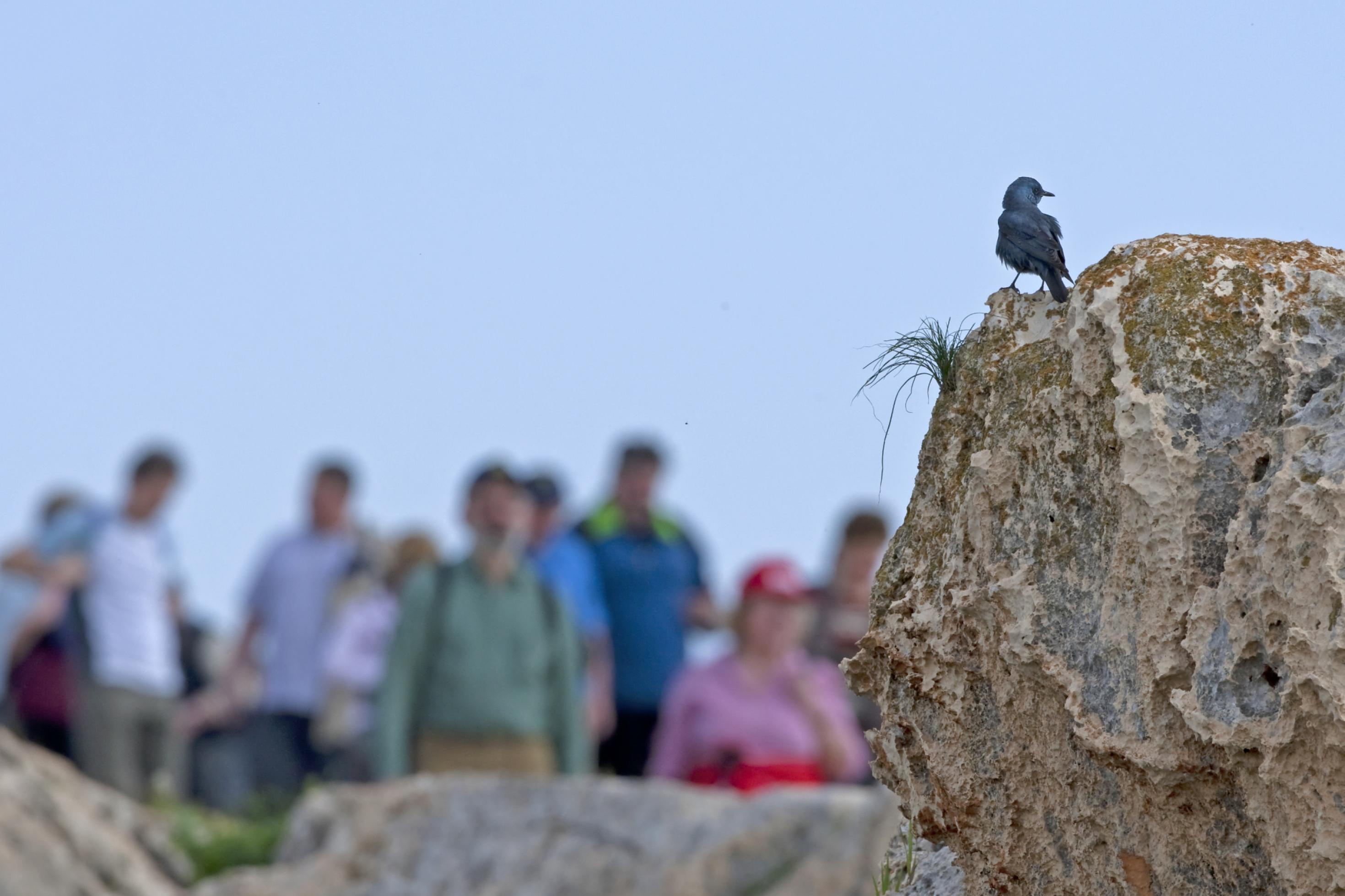 Menschen beobachten eine Blaumerle auf einem Stein.