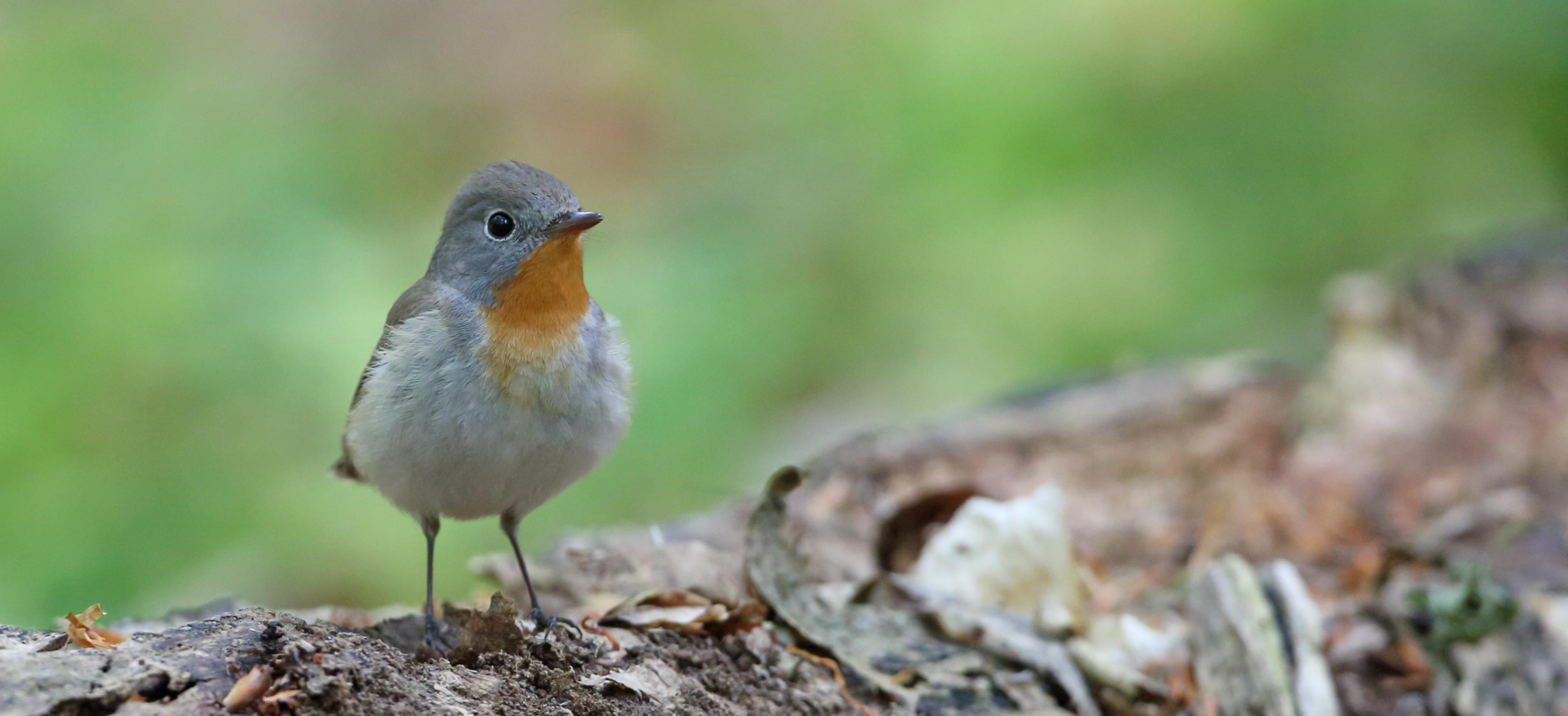 Ein Zwergschnäpper sitzt auf dem Waldboden