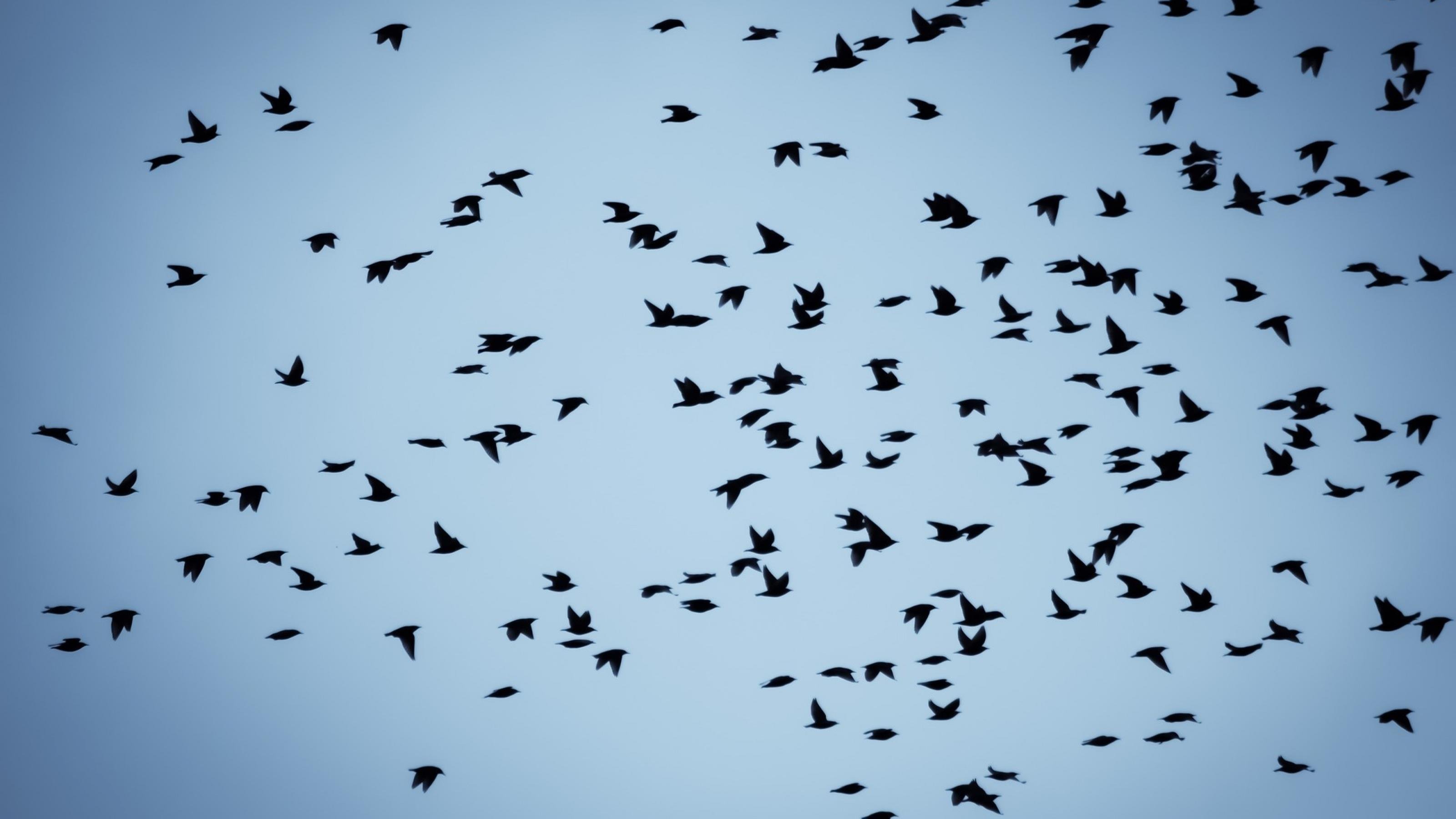 Vögel ziehen als Siluetten vor dem blauen Himmel vorbei.