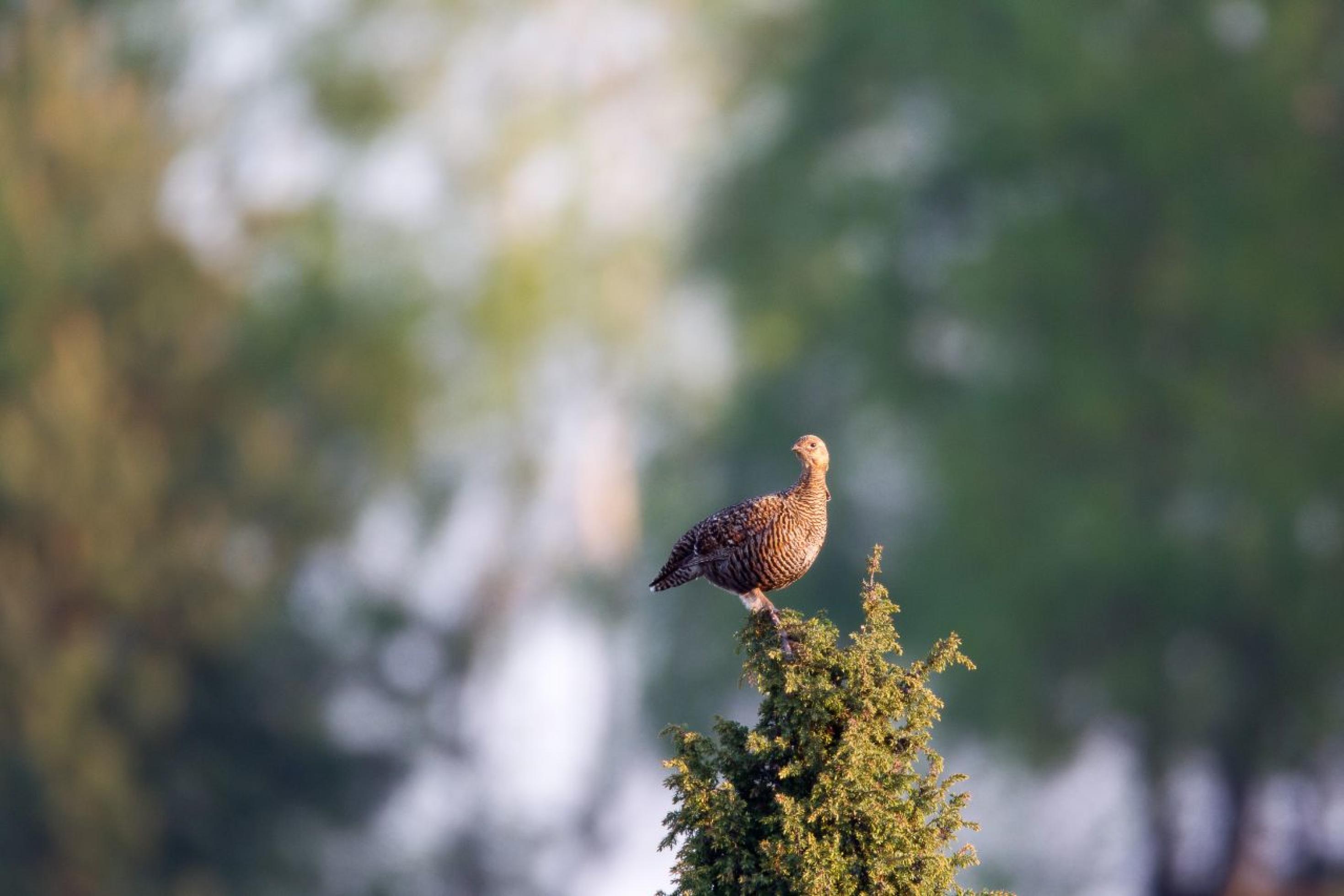 Die Henne blickt nach links und trägt ein braunschwarz gemustertes Federkleid, das sie in der Bodenvegetation perfekt tarnt