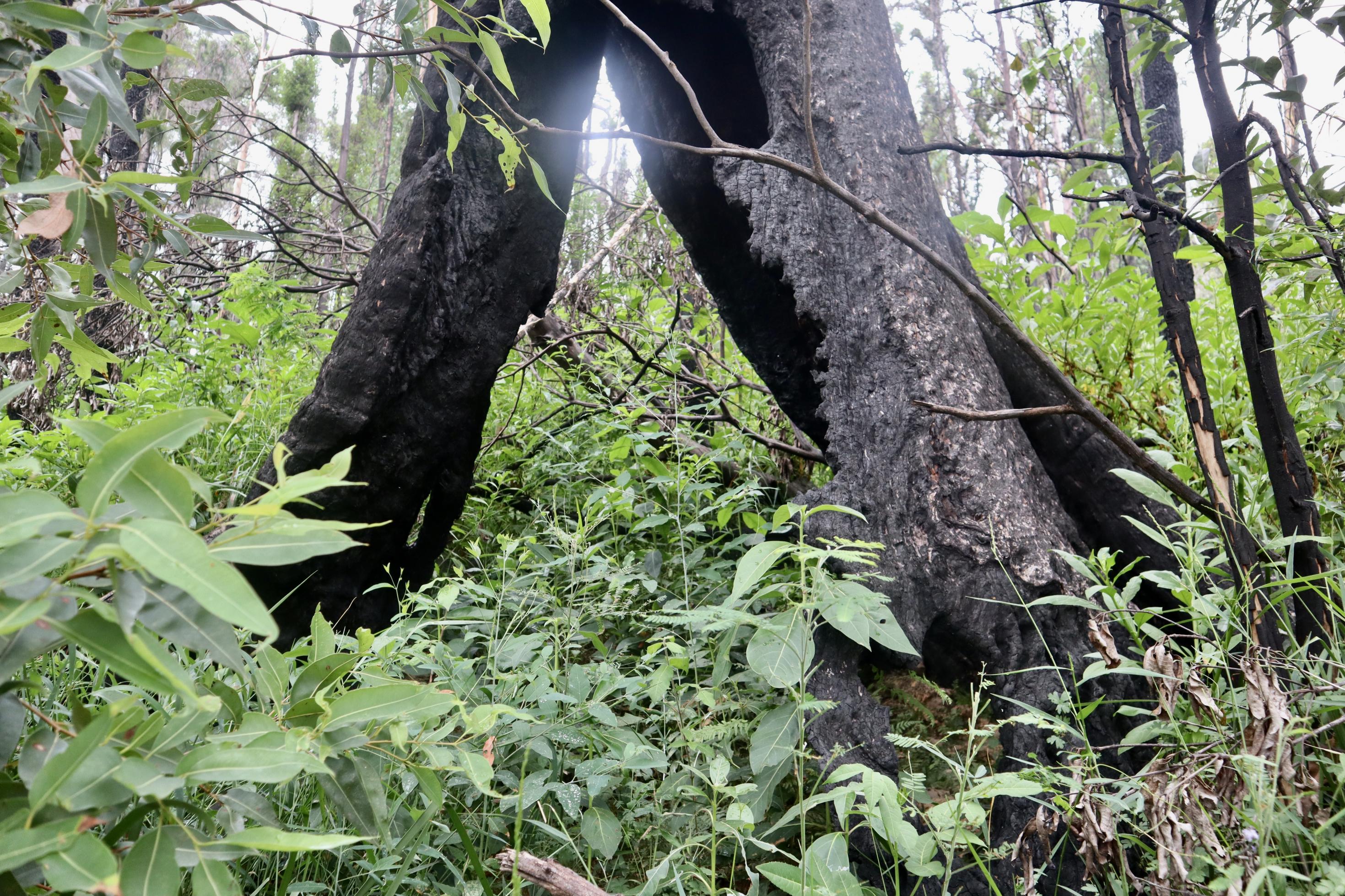 Ein alter, ausgebrannter Baumstumpf vor frischem Grün. Ein Jahr nach dem Feuer sprießt im  Wald hinter Angela Frosts Haus neue Vegetation.