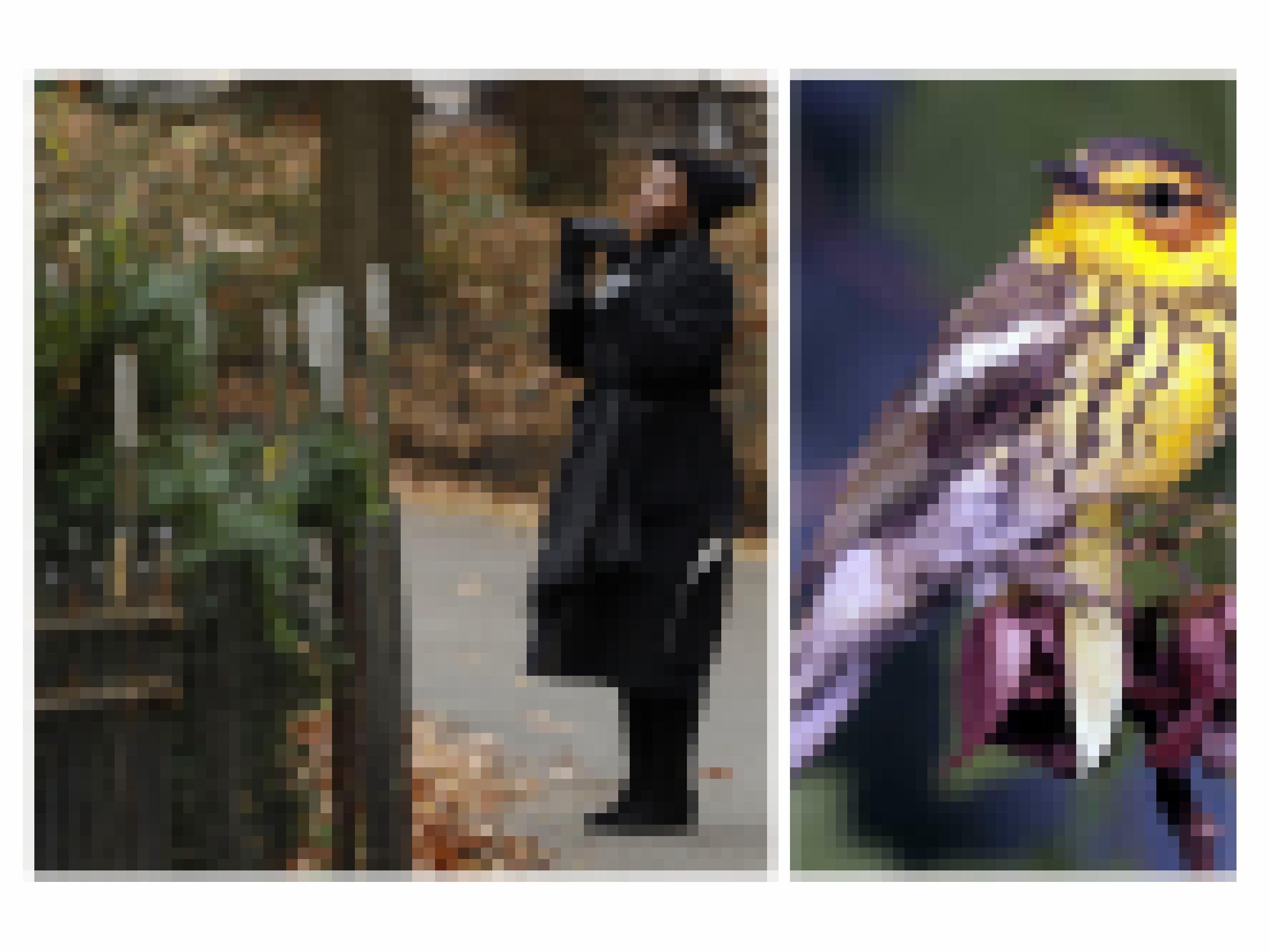 Anne, eine schwarze Frau, im Park mit Fernglas. Der Waldsänger im Portrait, ein gelb-brauner Singvogel.