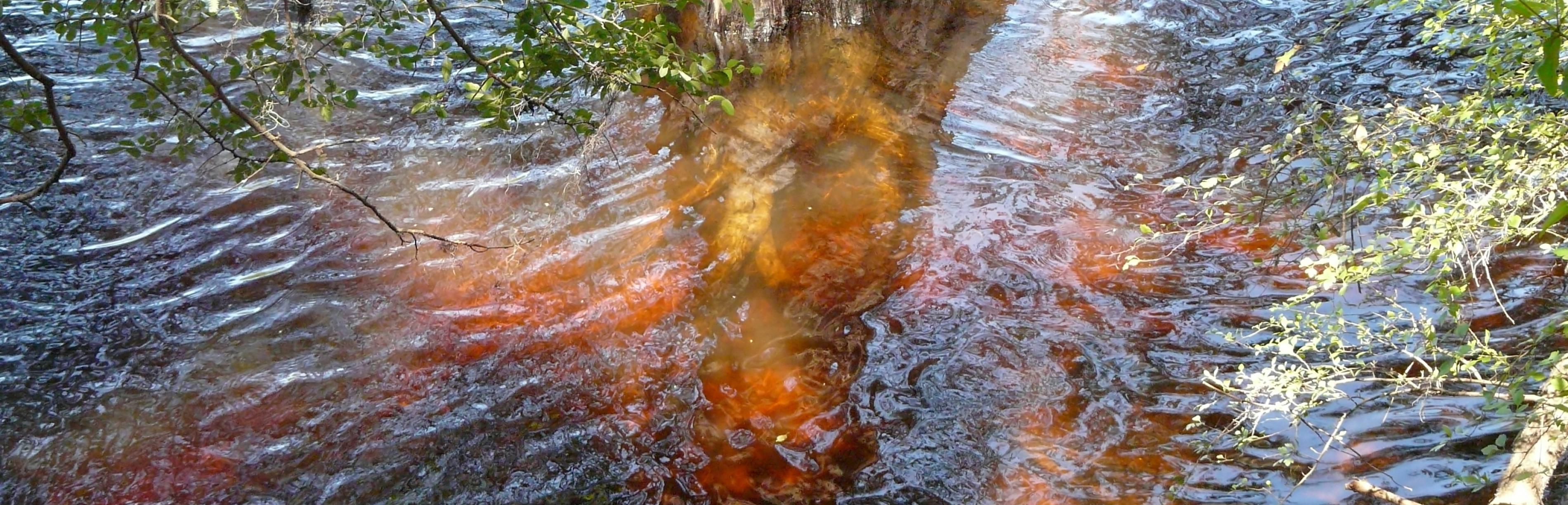 Dunkelbraune Gerbsäure bildet sich im Fluss Blackwater um einen Zypressenbaum im Hart Springs County Park in Florida.