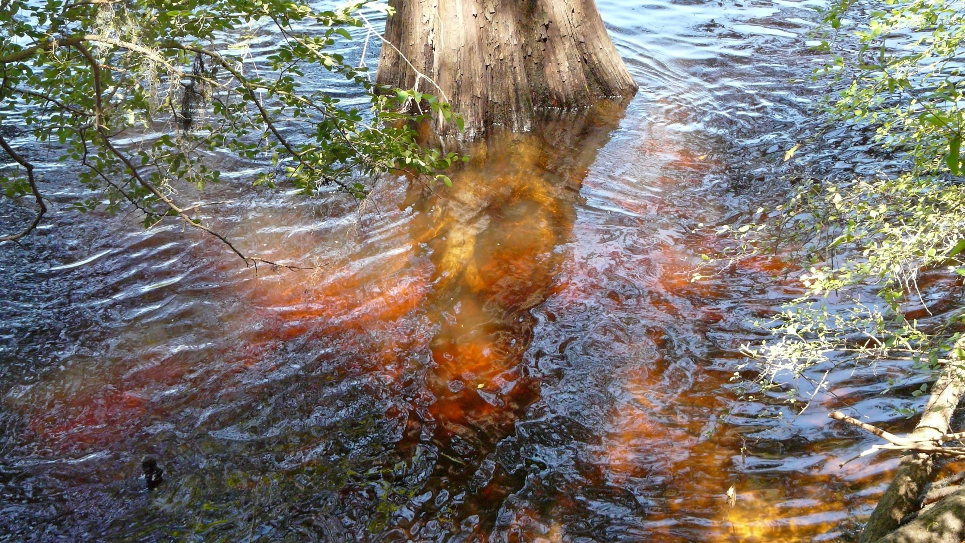 Dunkelbraune Gerbsäure bildet sich im Fluss Blackwater um einen Zypressenbaum im Hart Springs County Park in Florida.