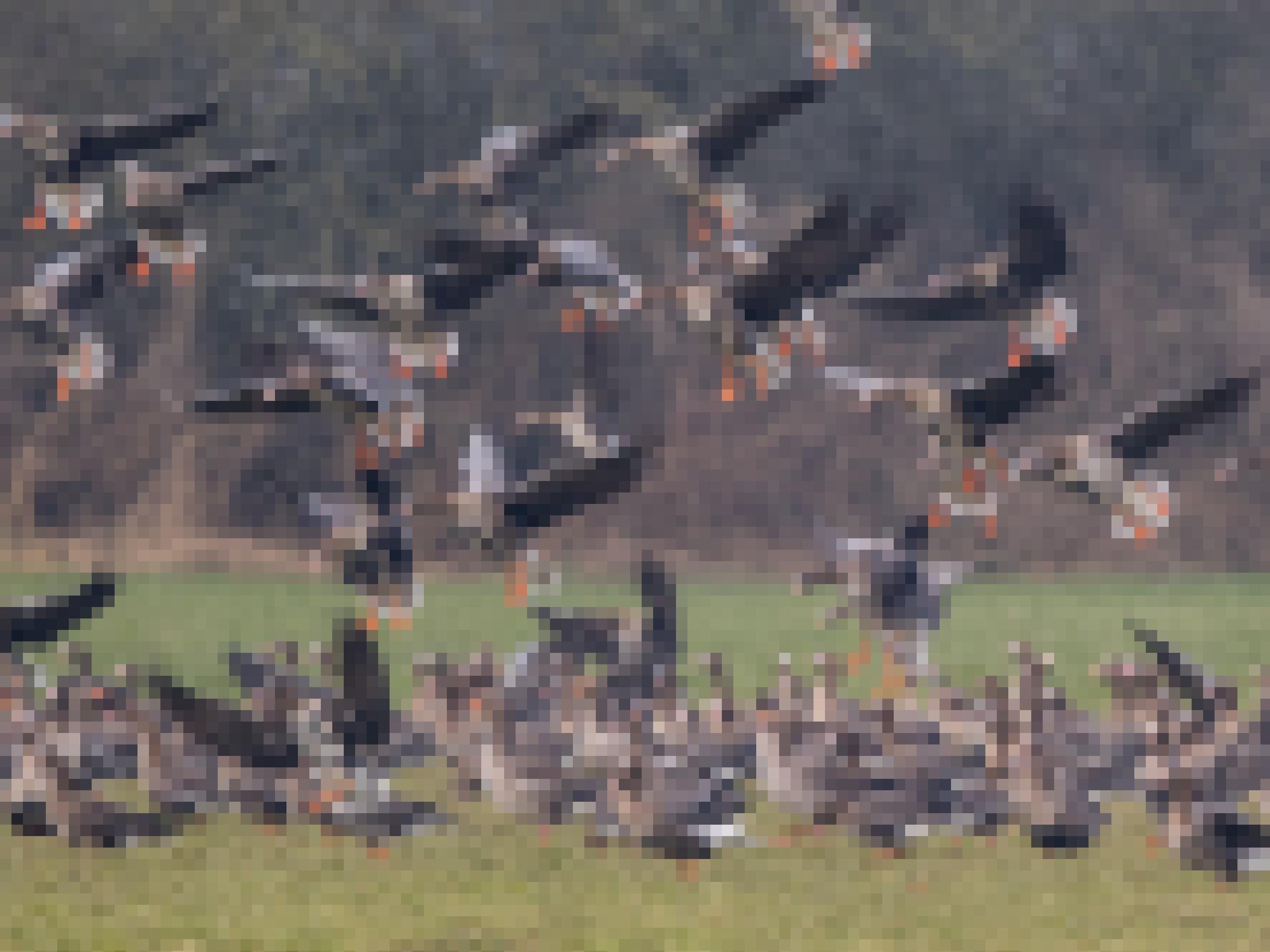 Ein Trupp Blessgänse landet auf einer Wiese auf der Bislicher Insel.