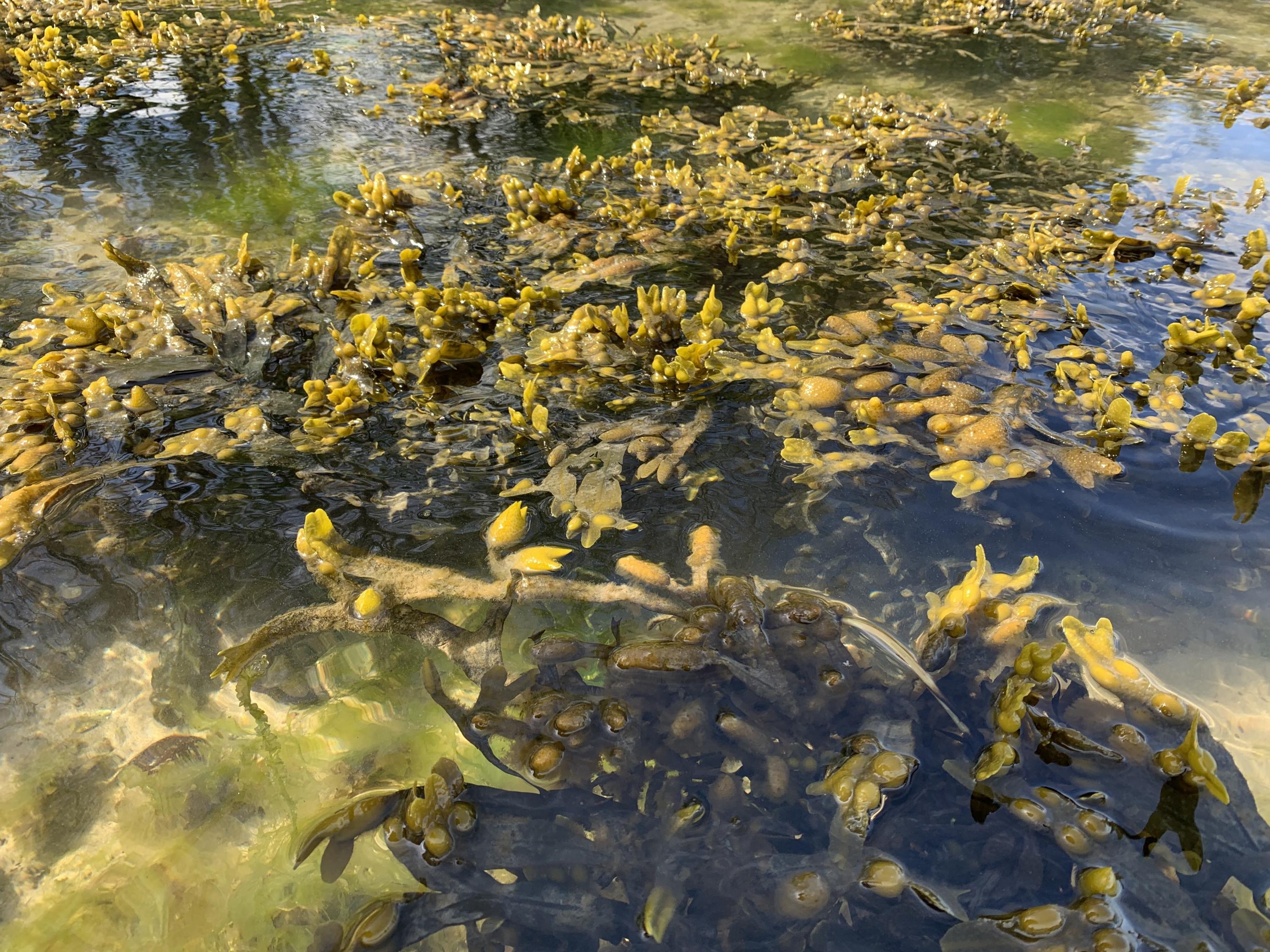 Bild zeigt Blasentang, der in Nord- und Ostsee am Untergrund wächst, seine Jungsprossen (Thalli) sind mit bloßem Auge erkennbar.