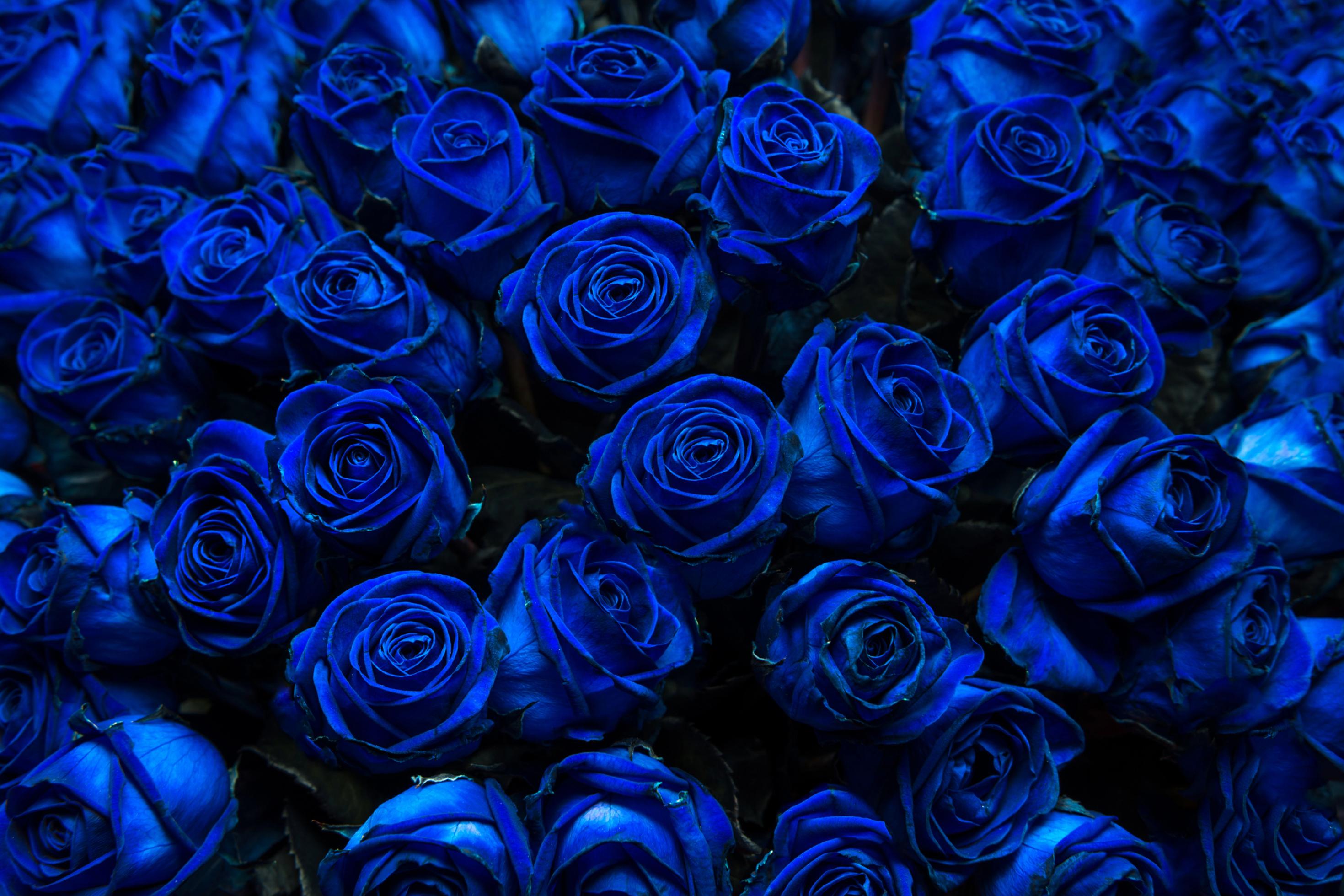 Ein Meer aus blau gefärbten Rosen vor schwarzem Hintergrund