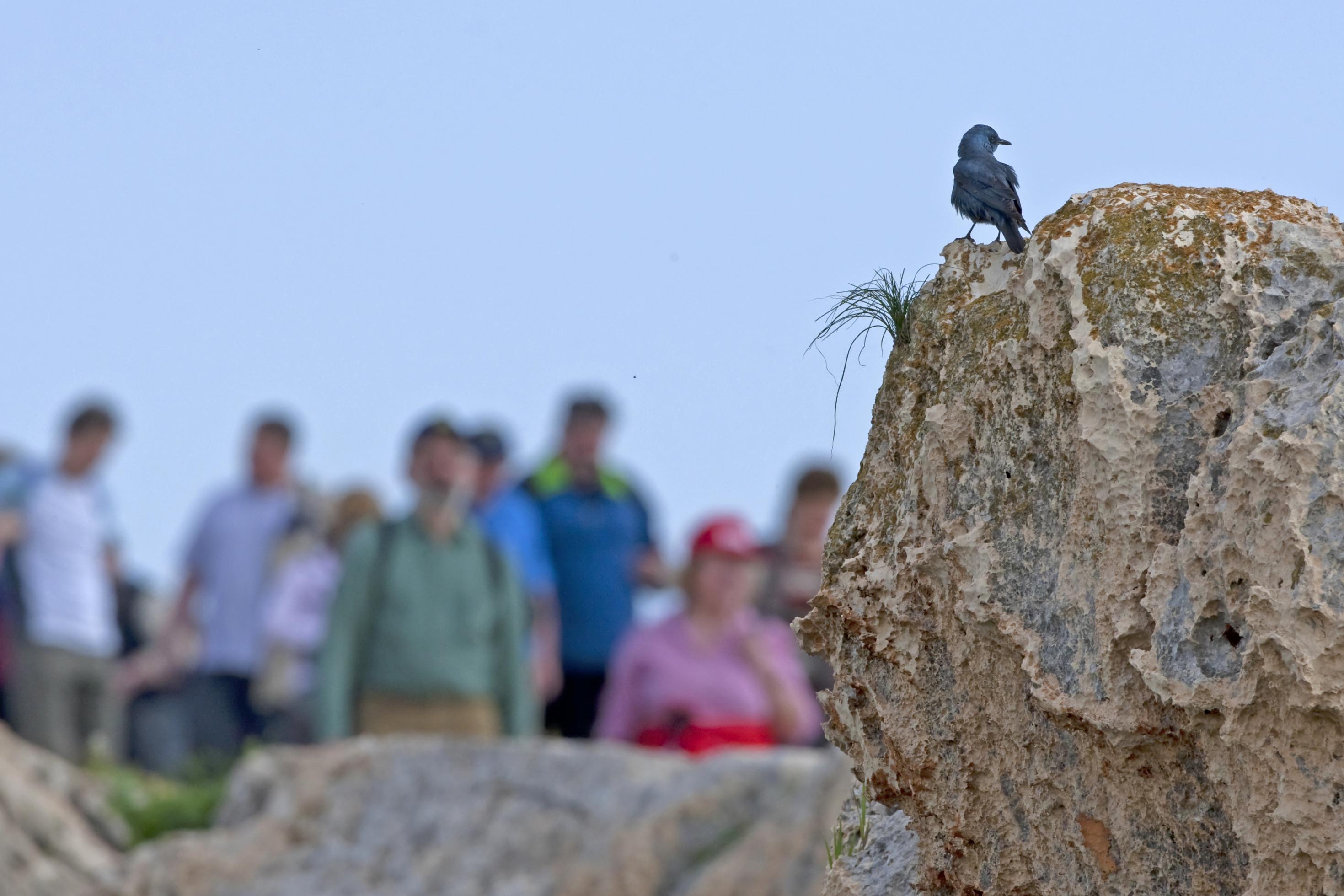 Ein blauschwarzer Vogel sitzt auf einem Felsen. Im Hintergrund unscharf eine Gruppe Menschen.