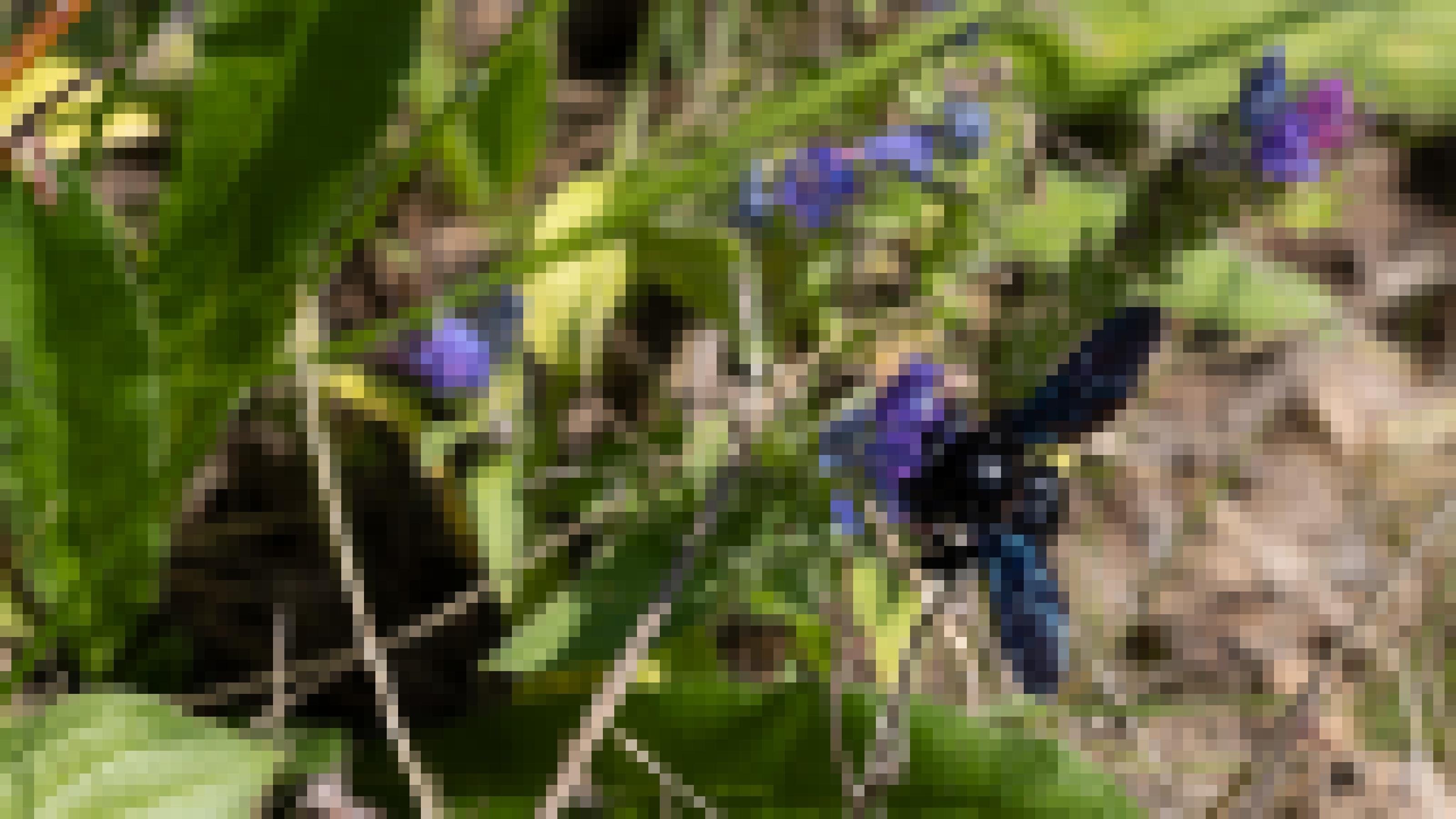 Eine große schwarze Biene sitzt auf einer violetten Blüte. Ihre dunklen Flügeln schillern blau im Sonnenlicht.