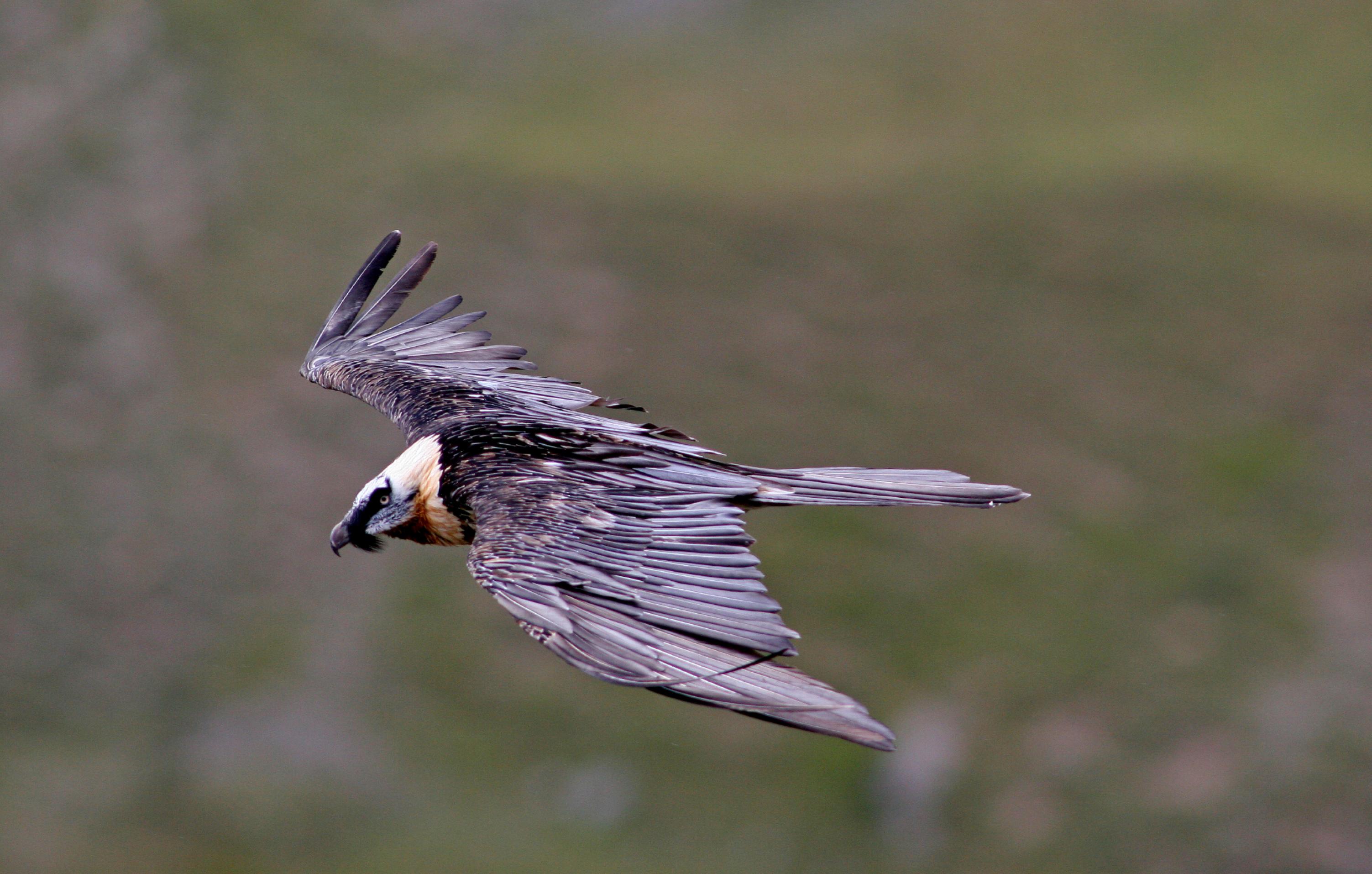 Ein Bartgeier auf Augenhöhe im Flug