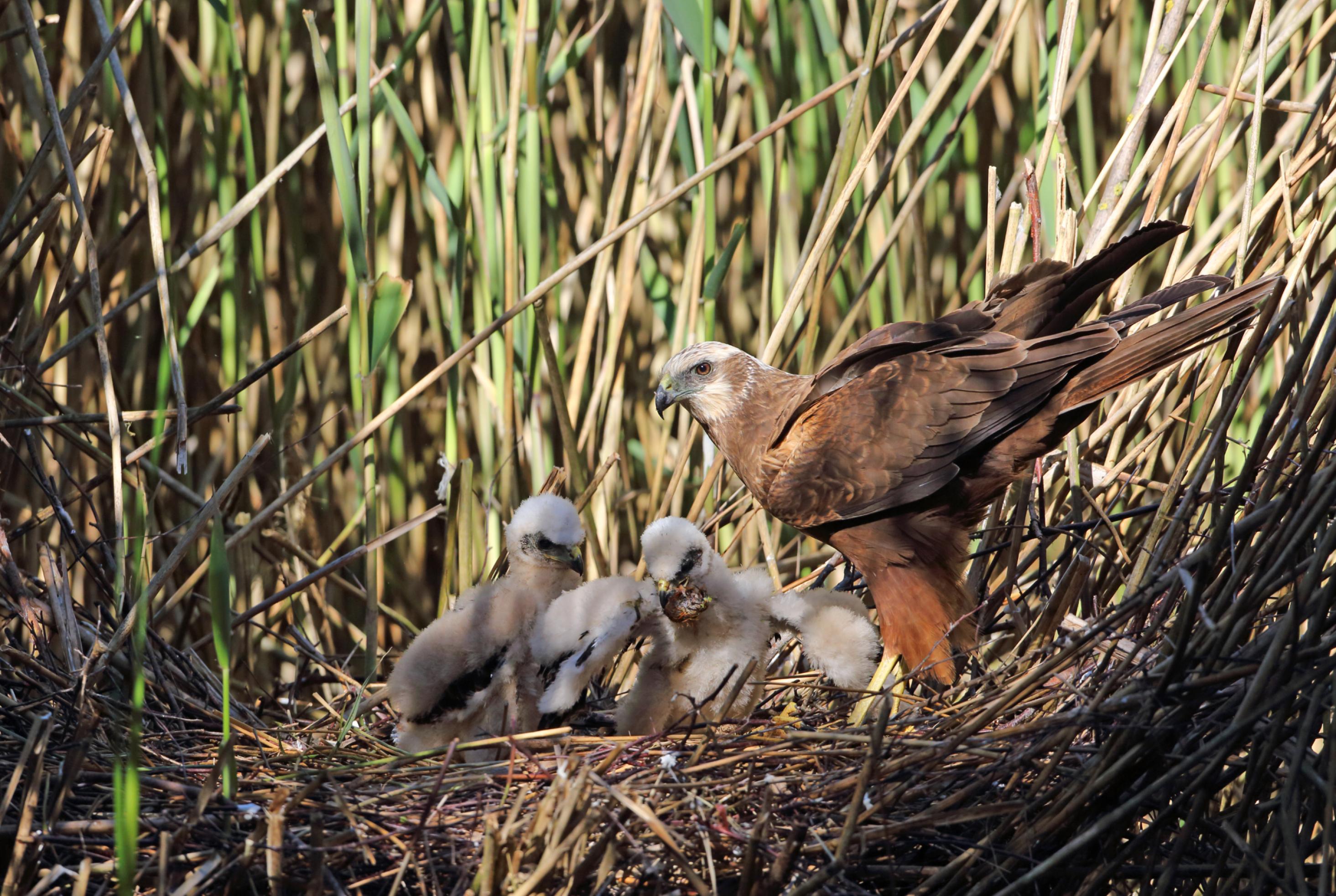 Junge Rohrweihen und ihre Mutter in einem Nest auf dem Boden im Schilf