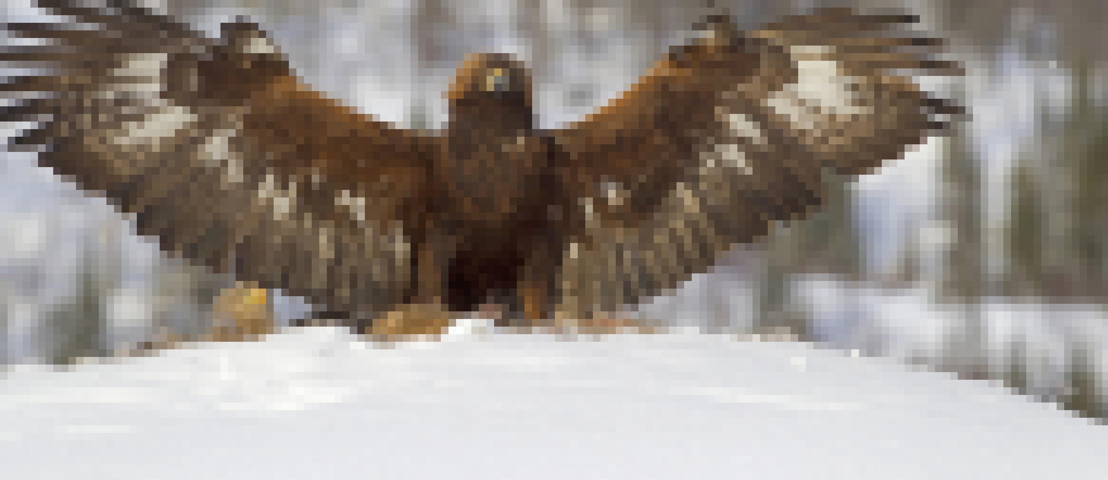 Ein Steinadler mit ausgebreiteten Flügeln nach der Landung