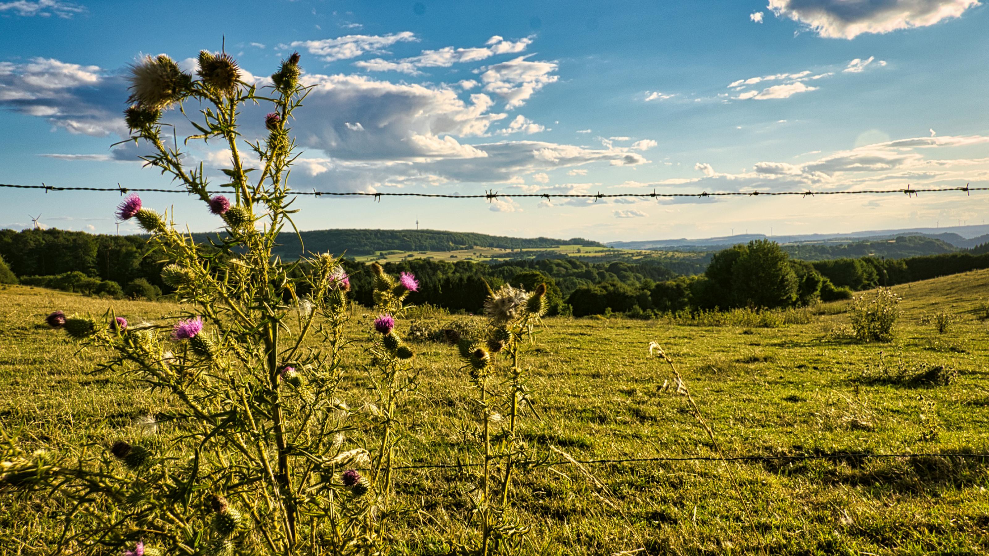 Totale über Wiesen ins Tal, im Vordergrund ist eine blühende Acker-Kratzdistel zu sehen.