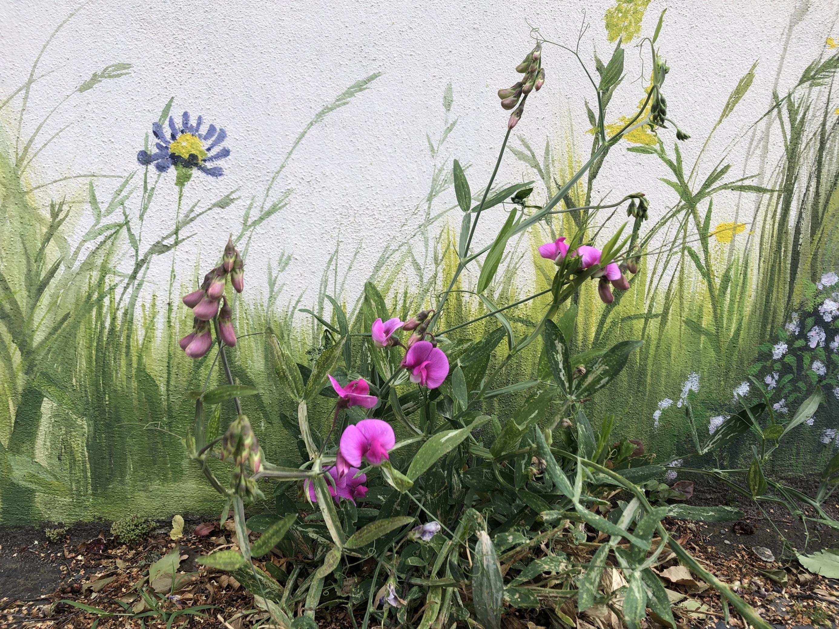 Die Vielfalt von Nutzpflanzen im Bewusstsein zu halten, ist Voraussetzung für ihren Erhalt. Das Bild zeigt eine Breitblättrige Platterbse, die vor einem mit Blumen bemalten Mäuerchen in der Bonner Südstadt wächst. (August 2019)