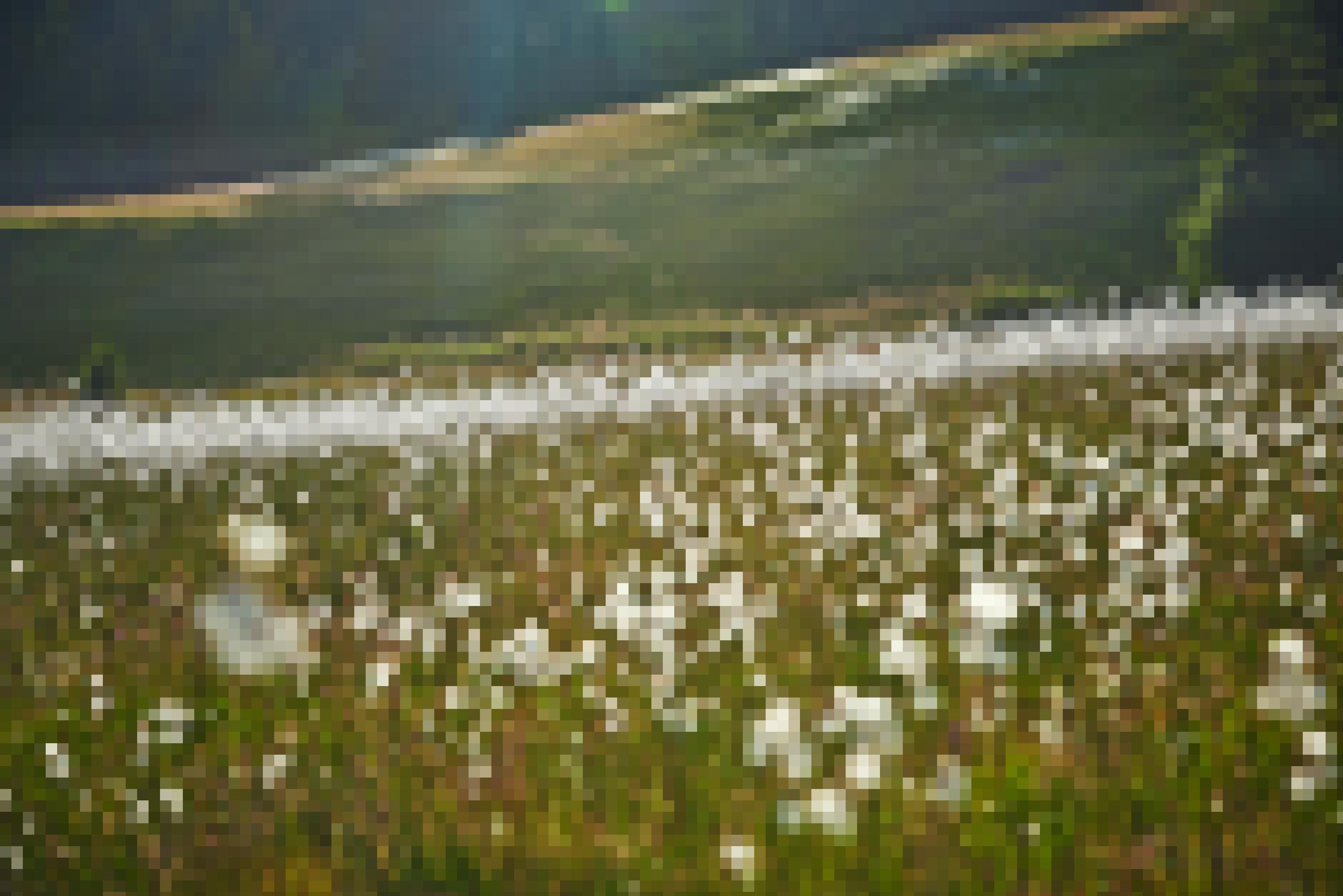 ein Feld weißer Blumen [AI]