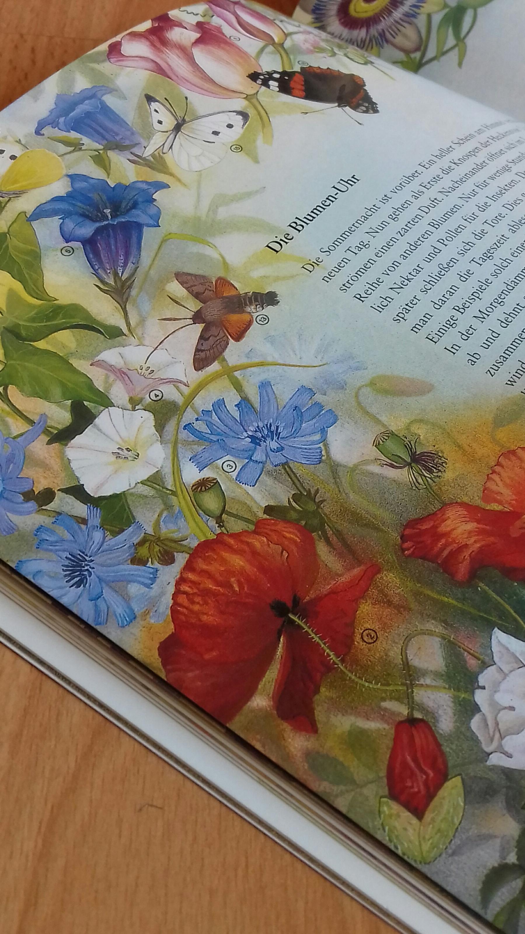 Cover der Buches „Die Blumen-Uhr“ – Mit Blüten und ihren Gästen durch das Jahr