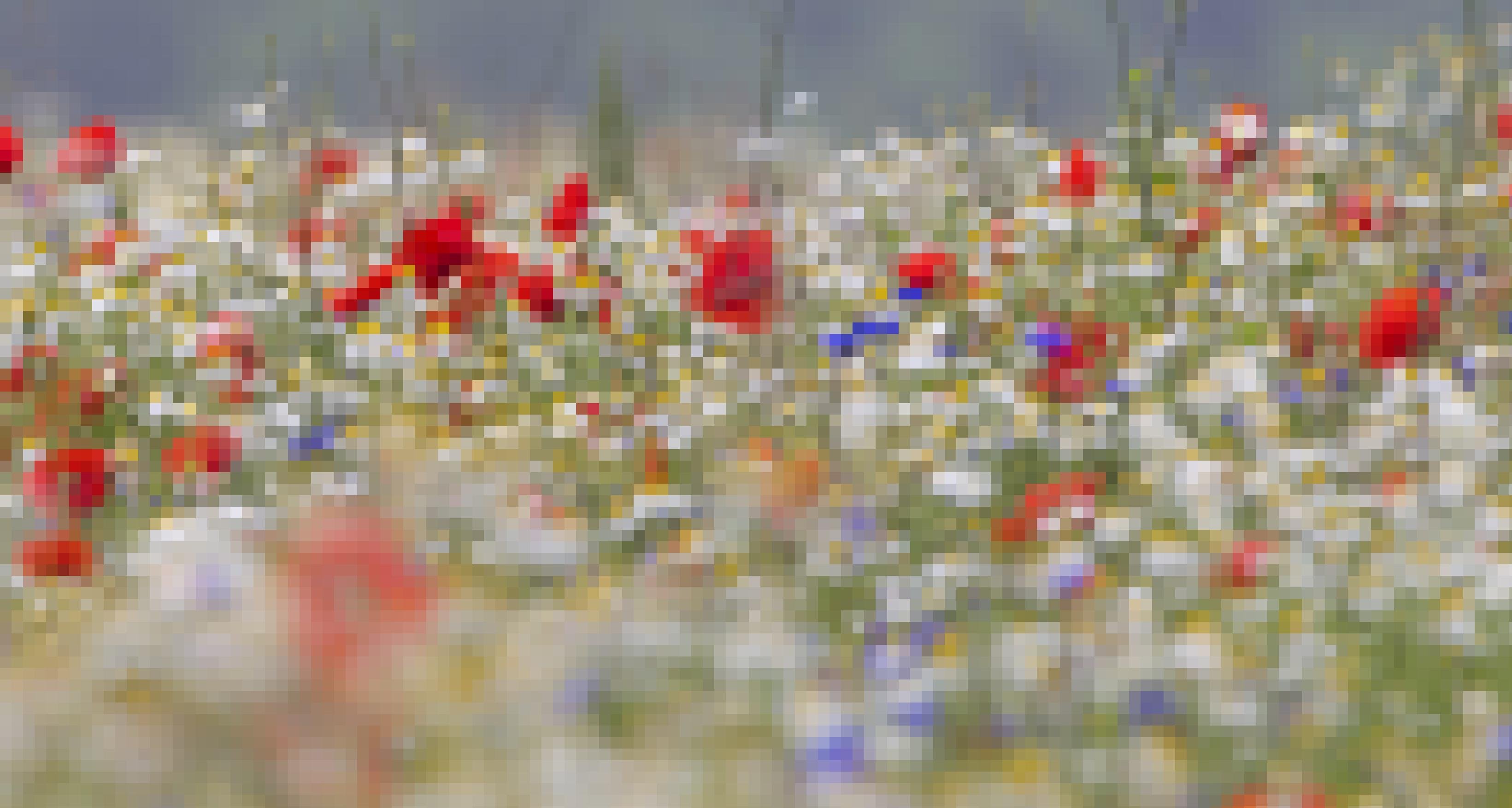 Eine Wiese mit Mohn, Kornblumen, Kamille und weiteren Kräutern.
