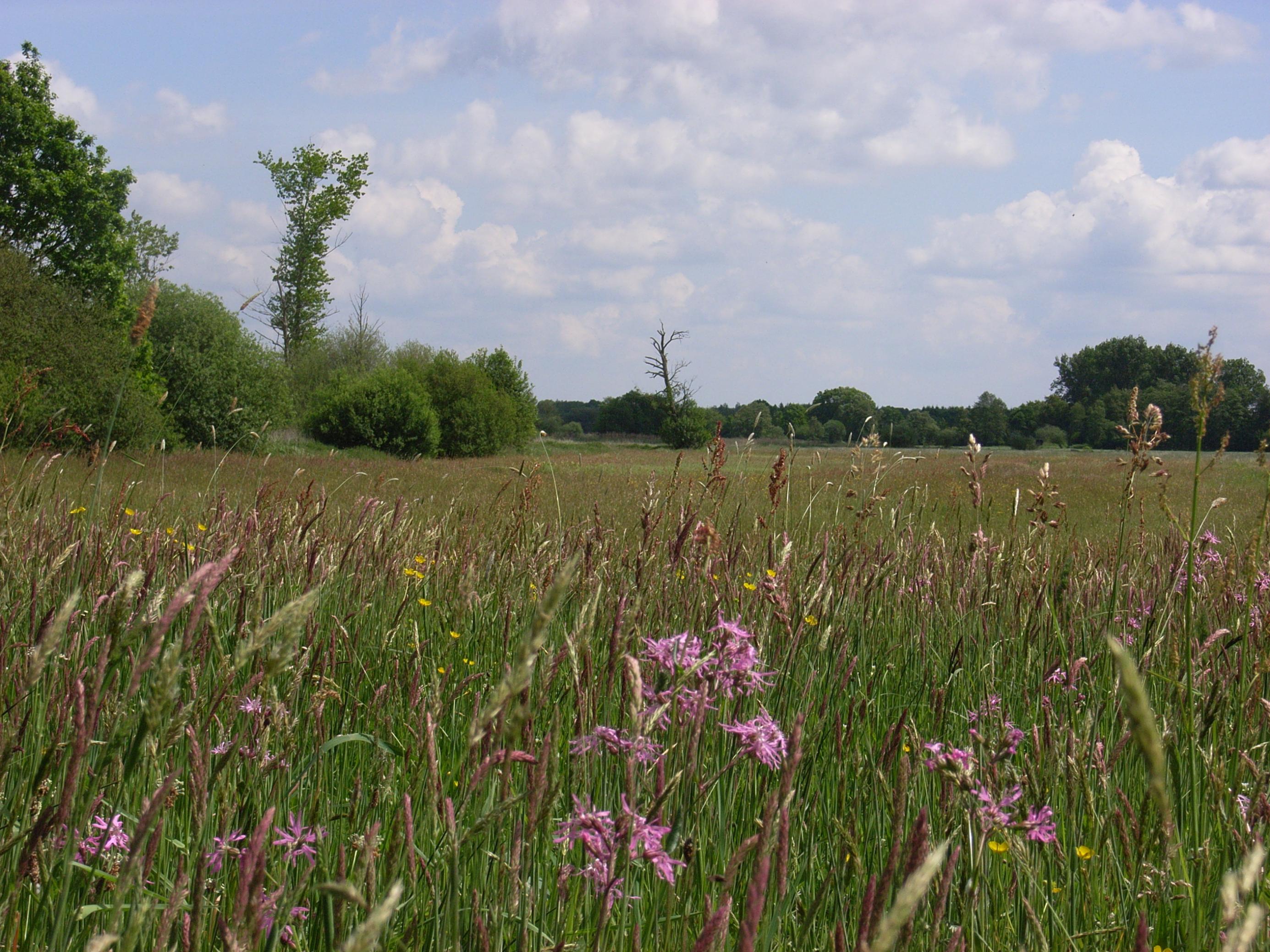 Die leuchtend pinkfarbenen, charakteristisch ausgefransten Blüten der Kuckuckslichtnelke beleben eine feuchte Wiese an der Oste, einem Fluss im Landkreis Stade. In den Schilfzonen zwischen den Grasflächen brüten sogar Rohr- und Wiesenweihe sowie die Sumpfohreule