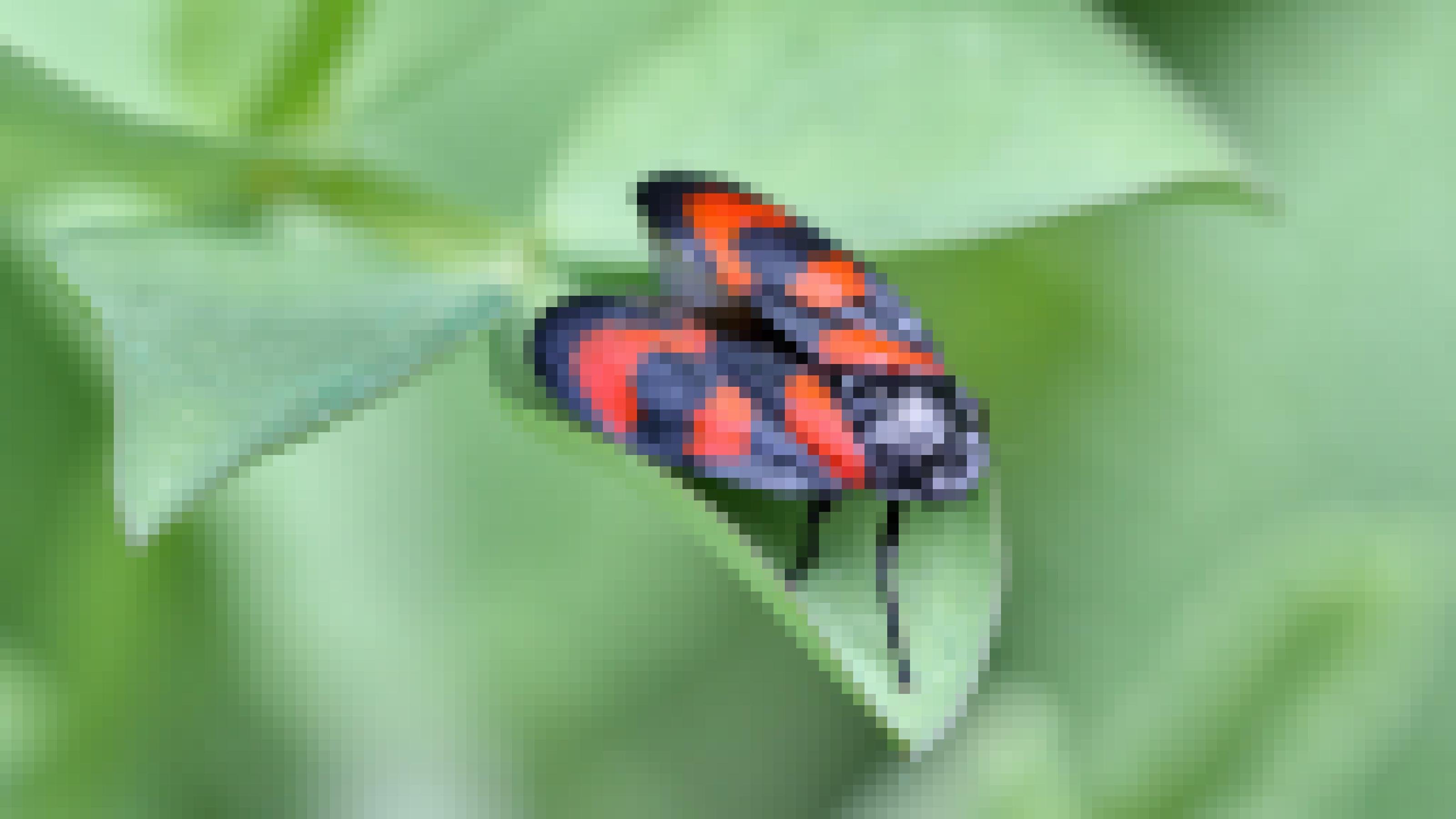 Rot-schwarz gezeichnetes Insekt mit schwarzem Kopf und schwarzen Beinen sitzt auf einem grünen Blatt.