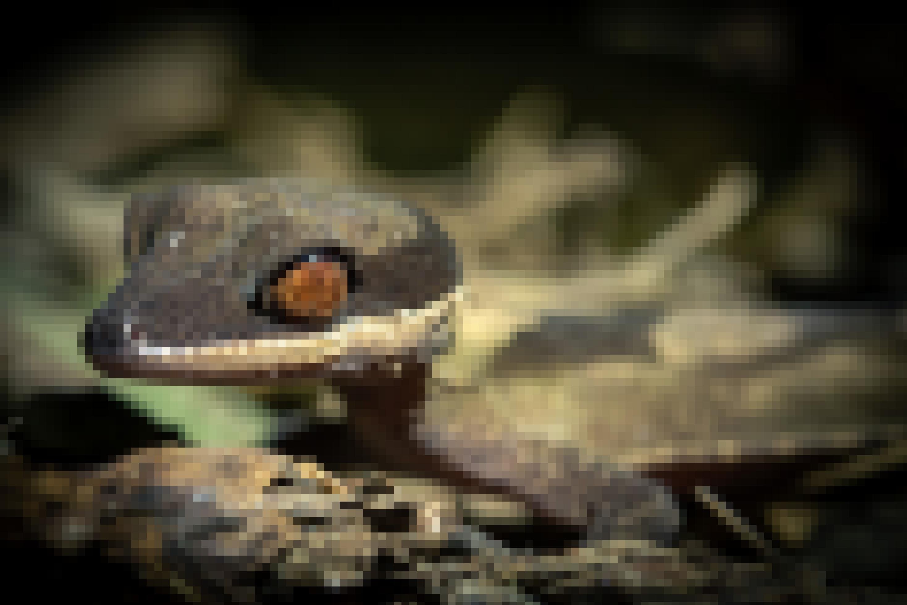 Ein Gecko mit dunkelgrauem Körper und großen orangefarbenen Augen.
