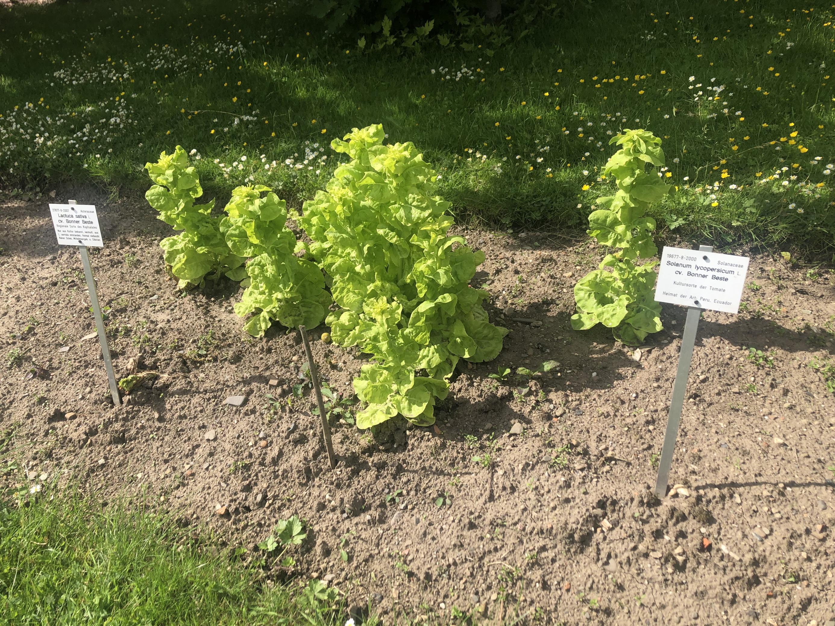 Anfang Juni ist die Tomate „Bonner Beste“ noch im Gewächshaus, während der Salat „Bonner Beste“ schon fast erntereif ist.