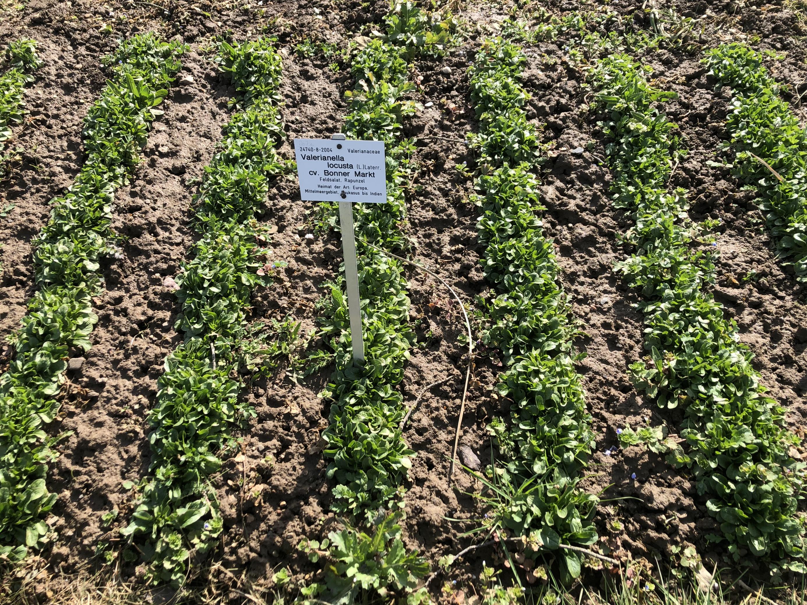 Der Feldsalat „Bonner Markt“ Mitte März im Nutzpflanzengarten.