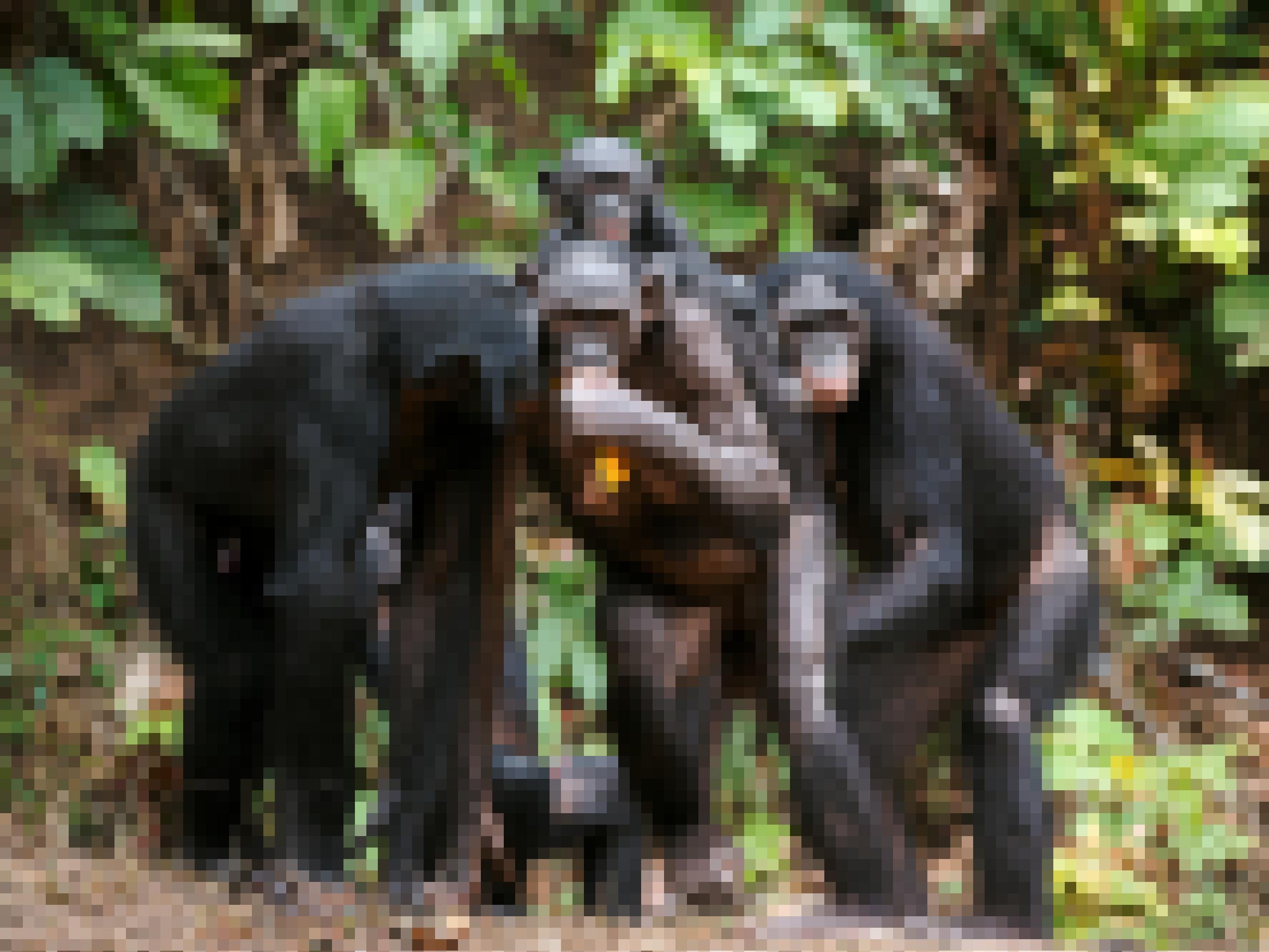Auf dem Bild zu sehen ist eine Gruppe Bonobos in halb aufrechter Haltung, aufgenommen im Dschungel in der Republik Kongo. Ein Weibchen trägt ein Jungtier auf dem Rücken und hält Futter in der Hand. Möglicherweise, so eine These, entstand der aufrechte Gang einst, weil Menschenaffen so besser Kinder transportieren oder Nahrung für andere herbeischaffen konnten.