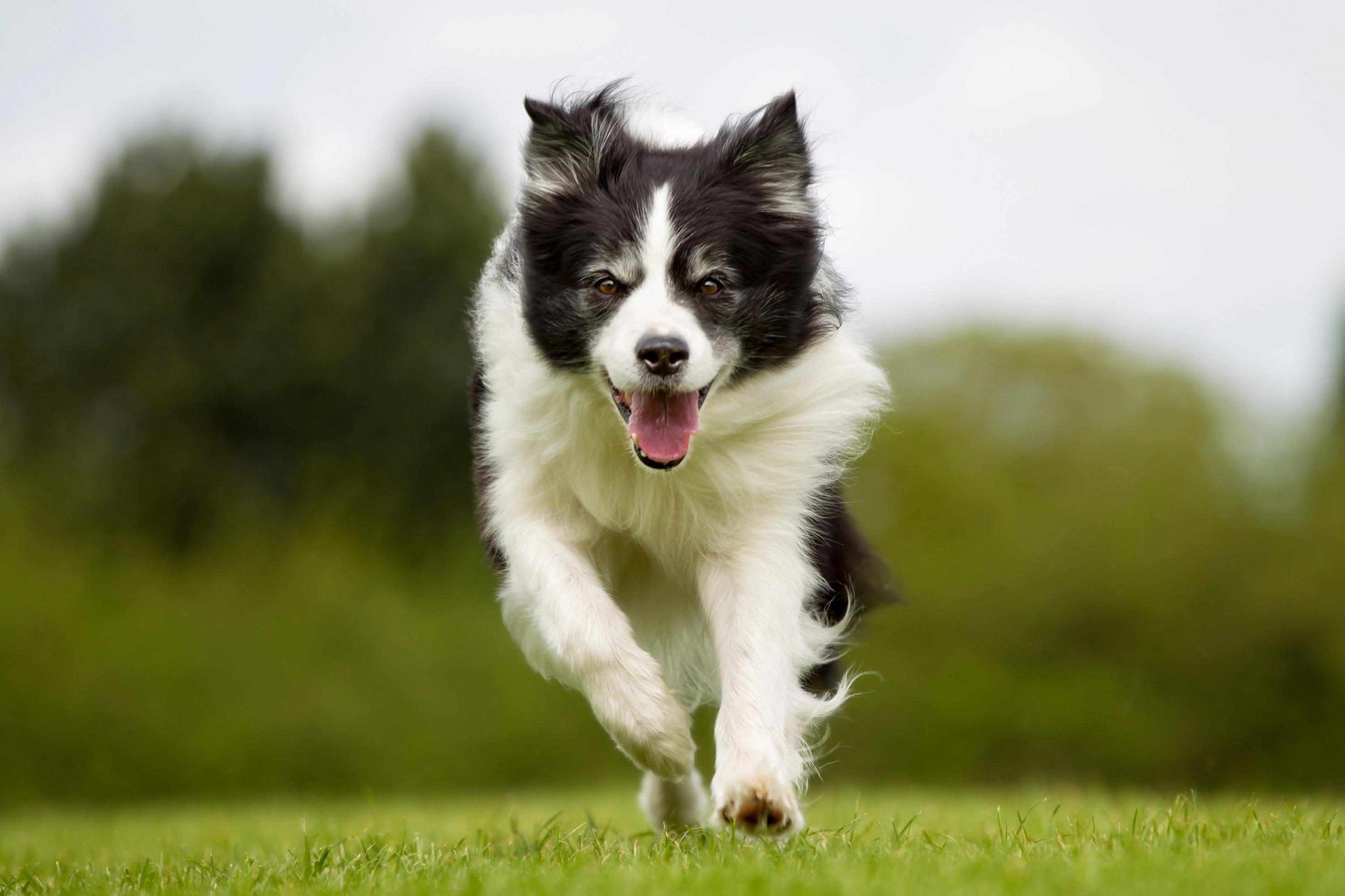 Ein schwarz-weiß gefärbter Hund rennt über eine Wiese und schaut direkt in die Kamera. Er wirkt konzentriert und fröhlich.