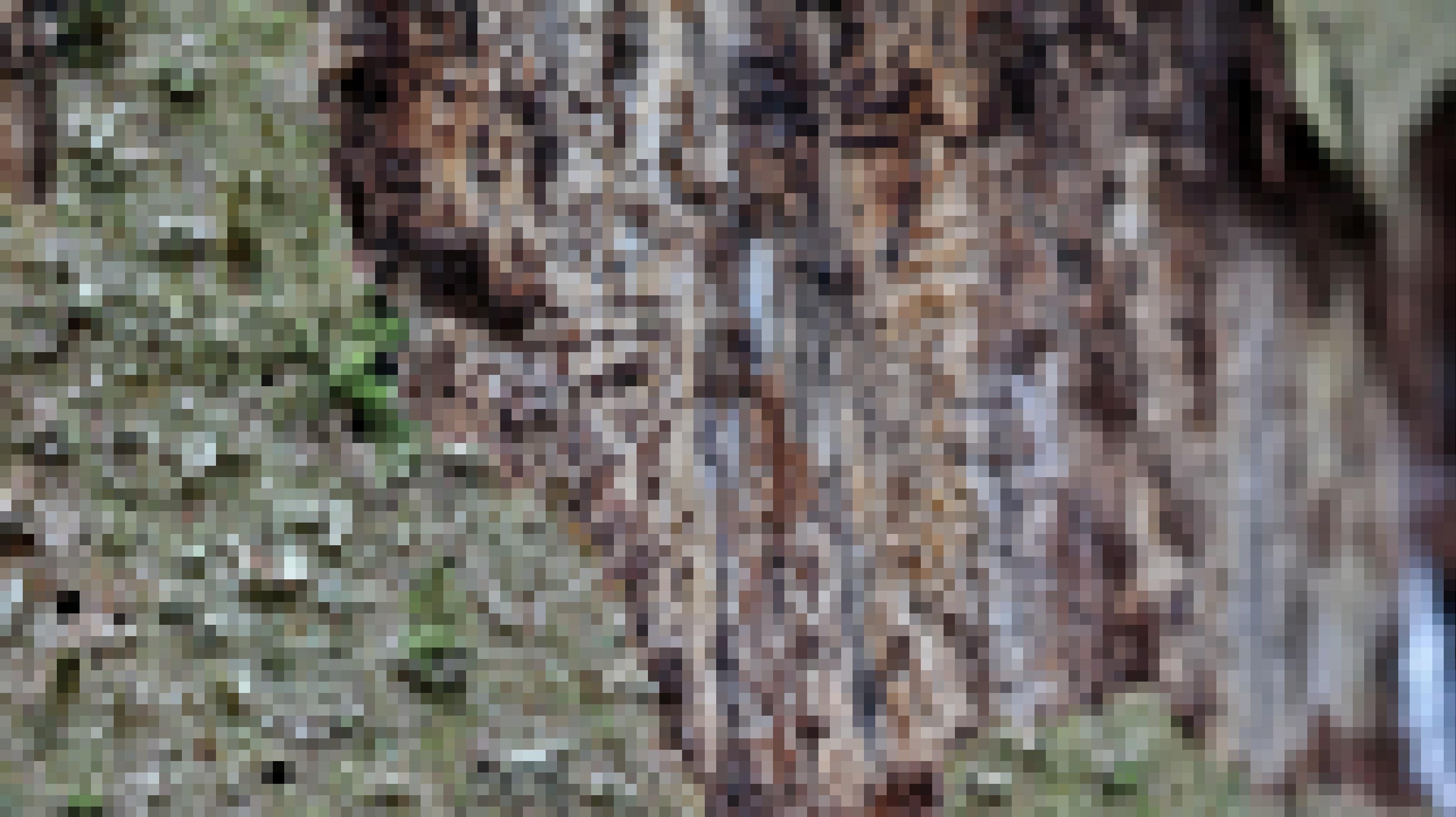 In der grün-grauen, schuppigen Rinde der Fichte sind zahlreiche Löcher zu erkennen. Wo die Rinde bereits fehlt, zeigen sich Gänge im gelblich-braunen Holz.