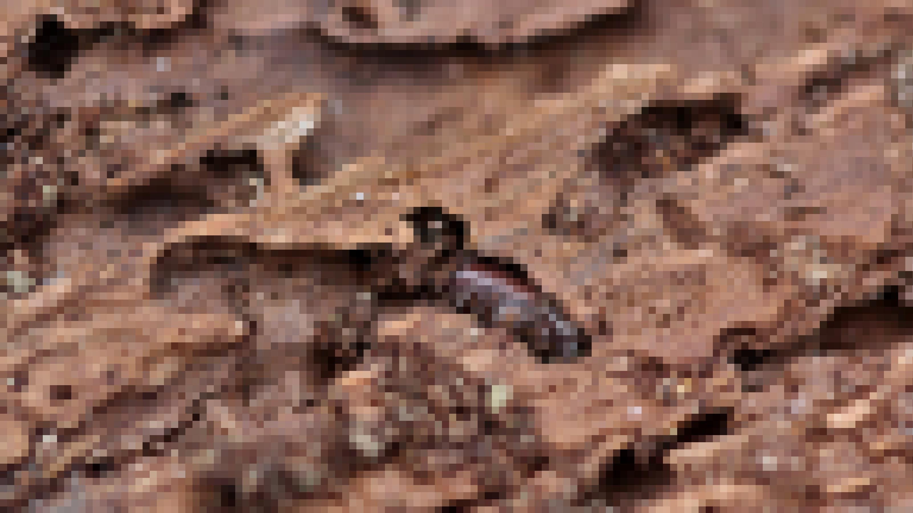 Dunkelbrauner Käfer ruht einer Kammer, die am Ende eines in Holz gebohrten Ganges liegt.