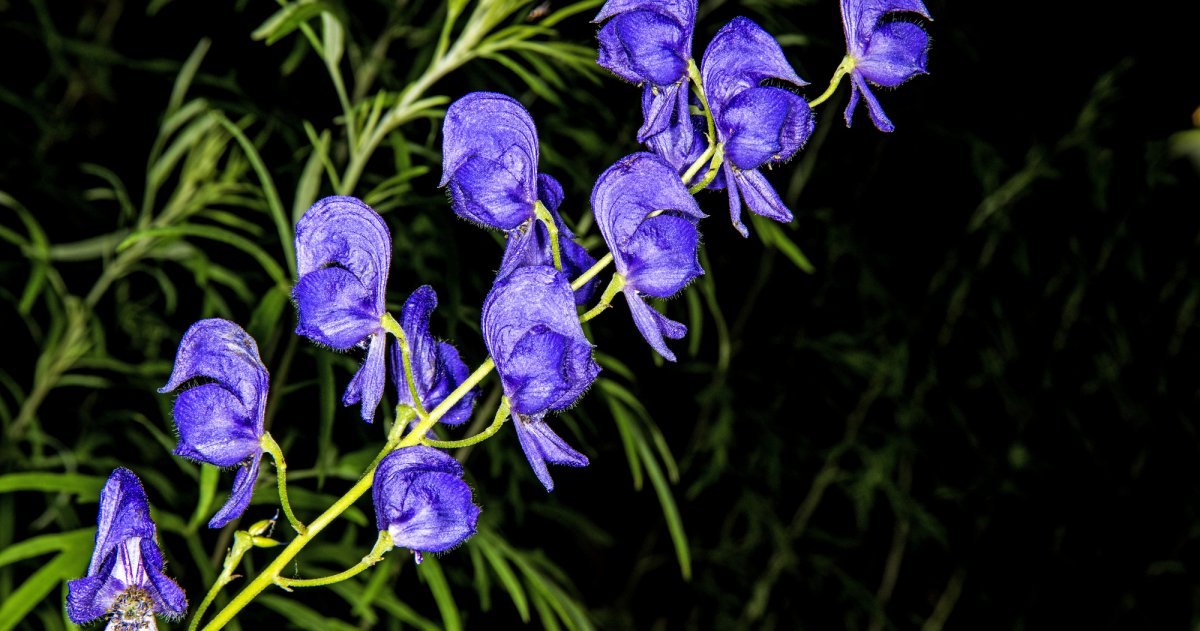 Von tödlichen Blüten und dunklen Absichten: „Fatale Flora“