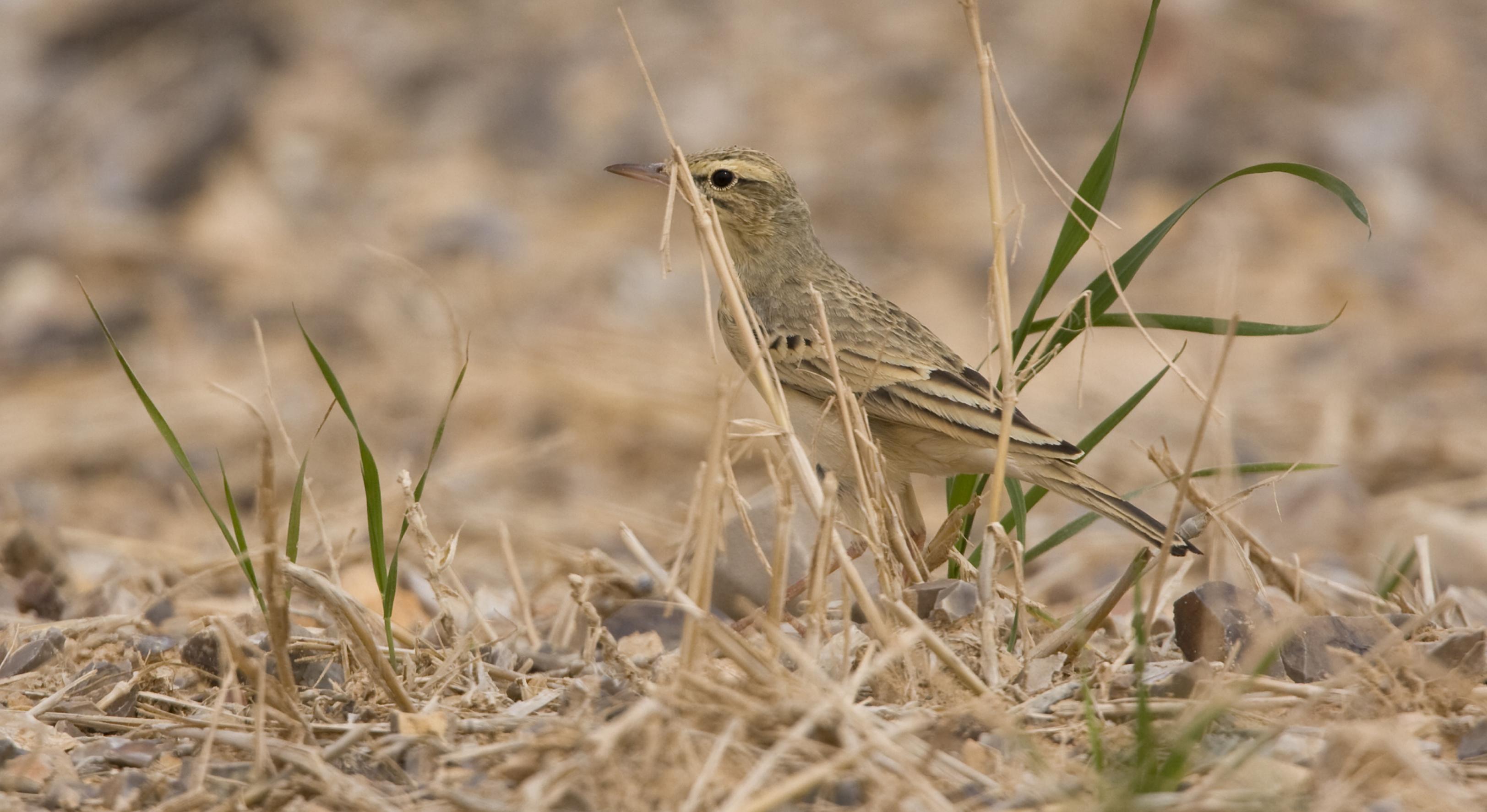 Ein kleiner brauner Vogel sitzt im trockenen Gras auf einer Wiese