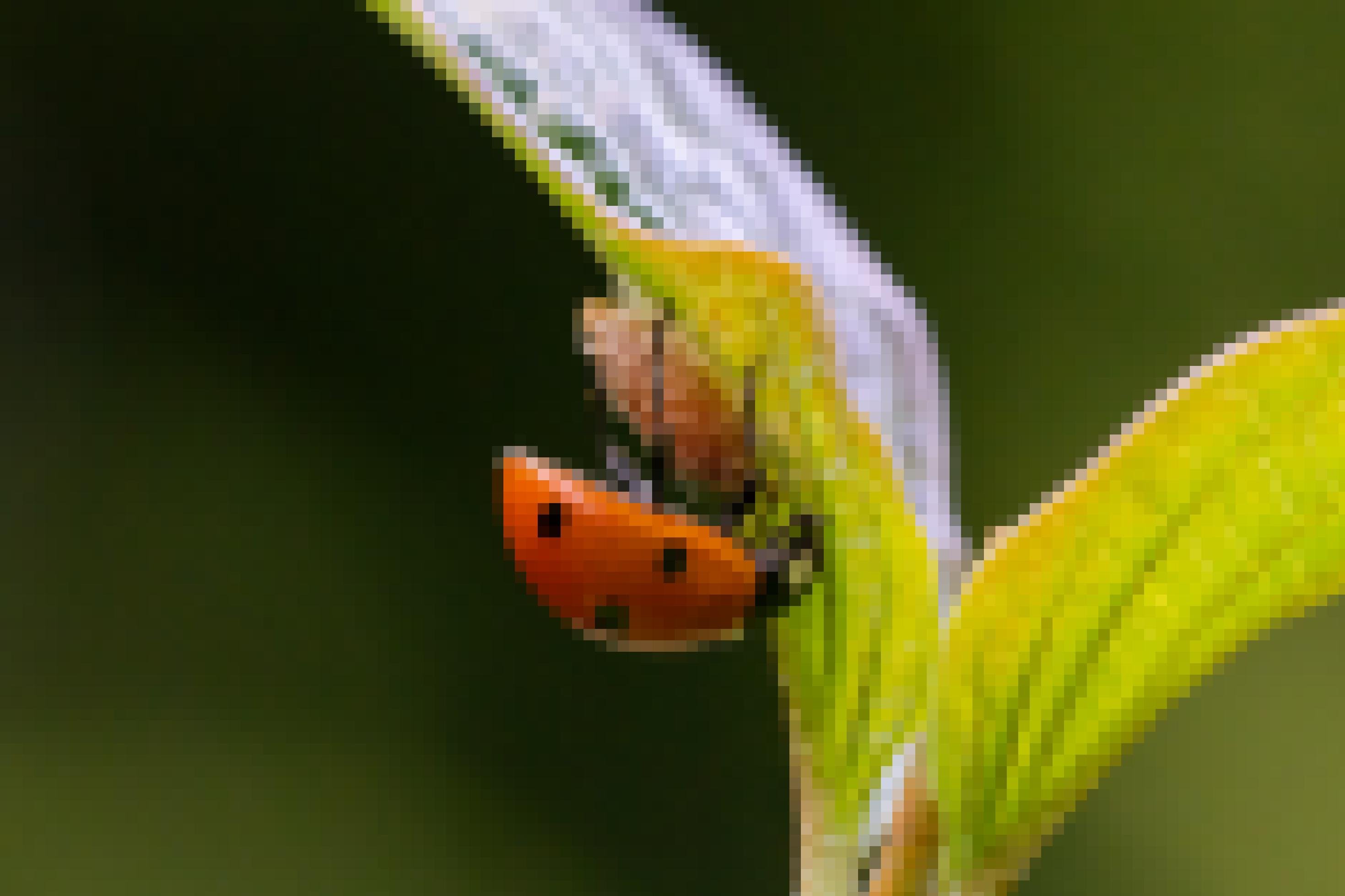 Foto eines Marienkäfers, der über einem braunen Gespinst an einer Blattunterseite Wache steht.