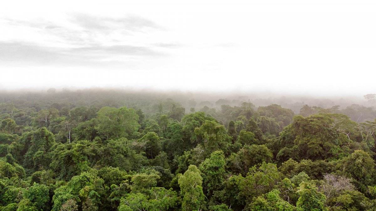 Ist der Amazonas noch zu retten?
