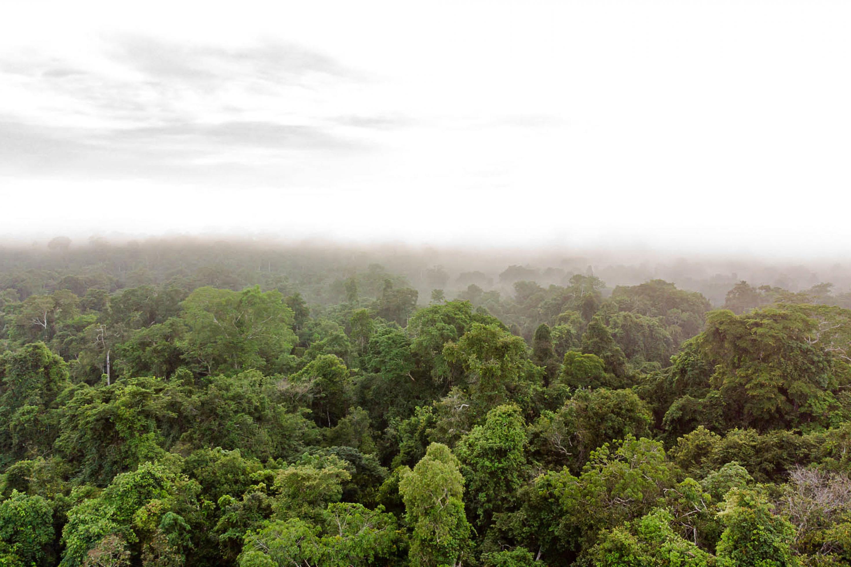 Blätterdach eines intakten Amazonas-Regenwaldes.