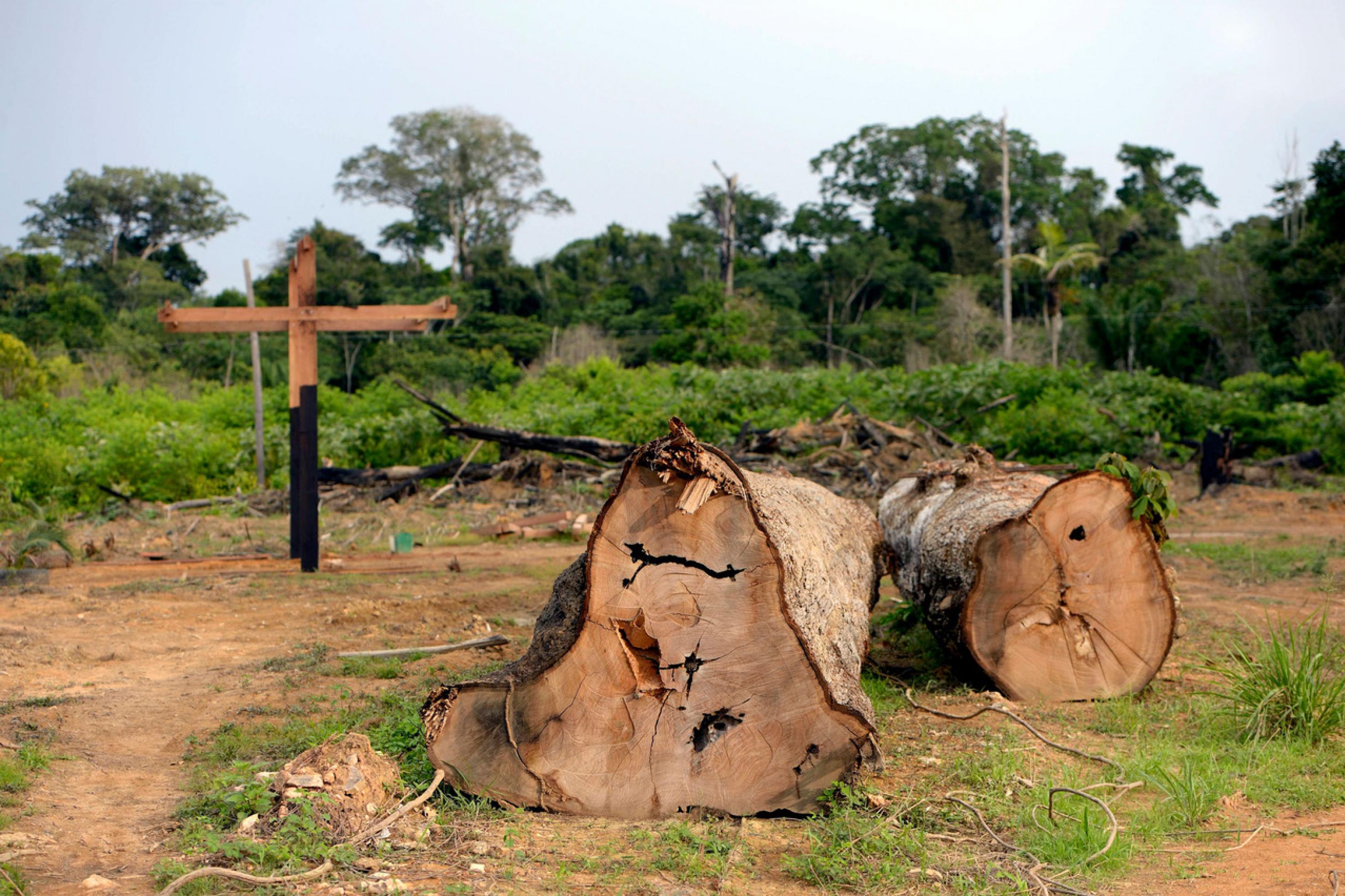 Im Vordergrund geht der Blick von vorne auf zwei mächtige Baumstämme, die am Boden liegen. Im Hintergrund steht links in der Bildecke ein Kreuz.