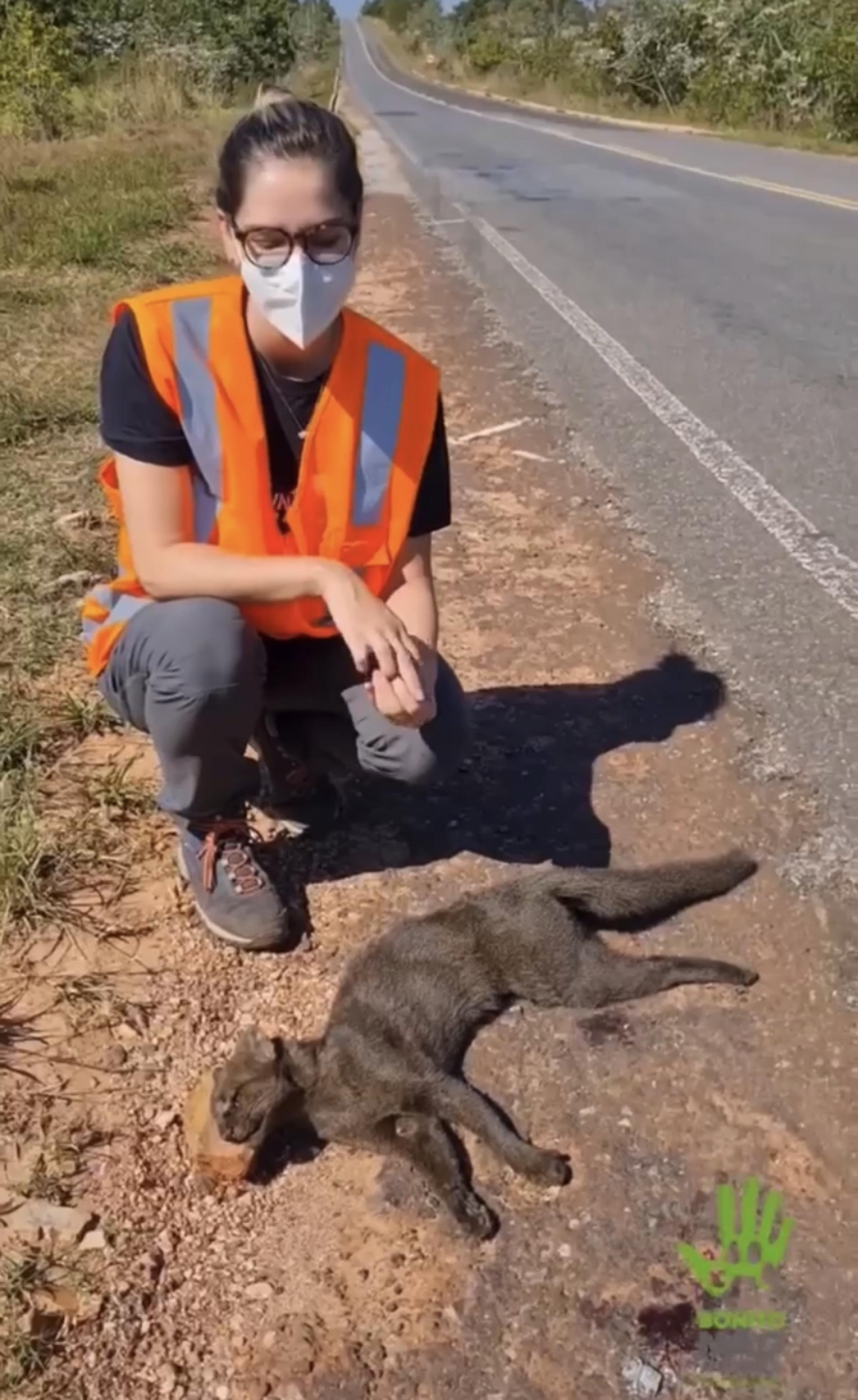 Eine überfahrene graue Wildkatze im Vordergrund am Strassenrand, dahinter kniet die Forscherin Fernanda Abra.