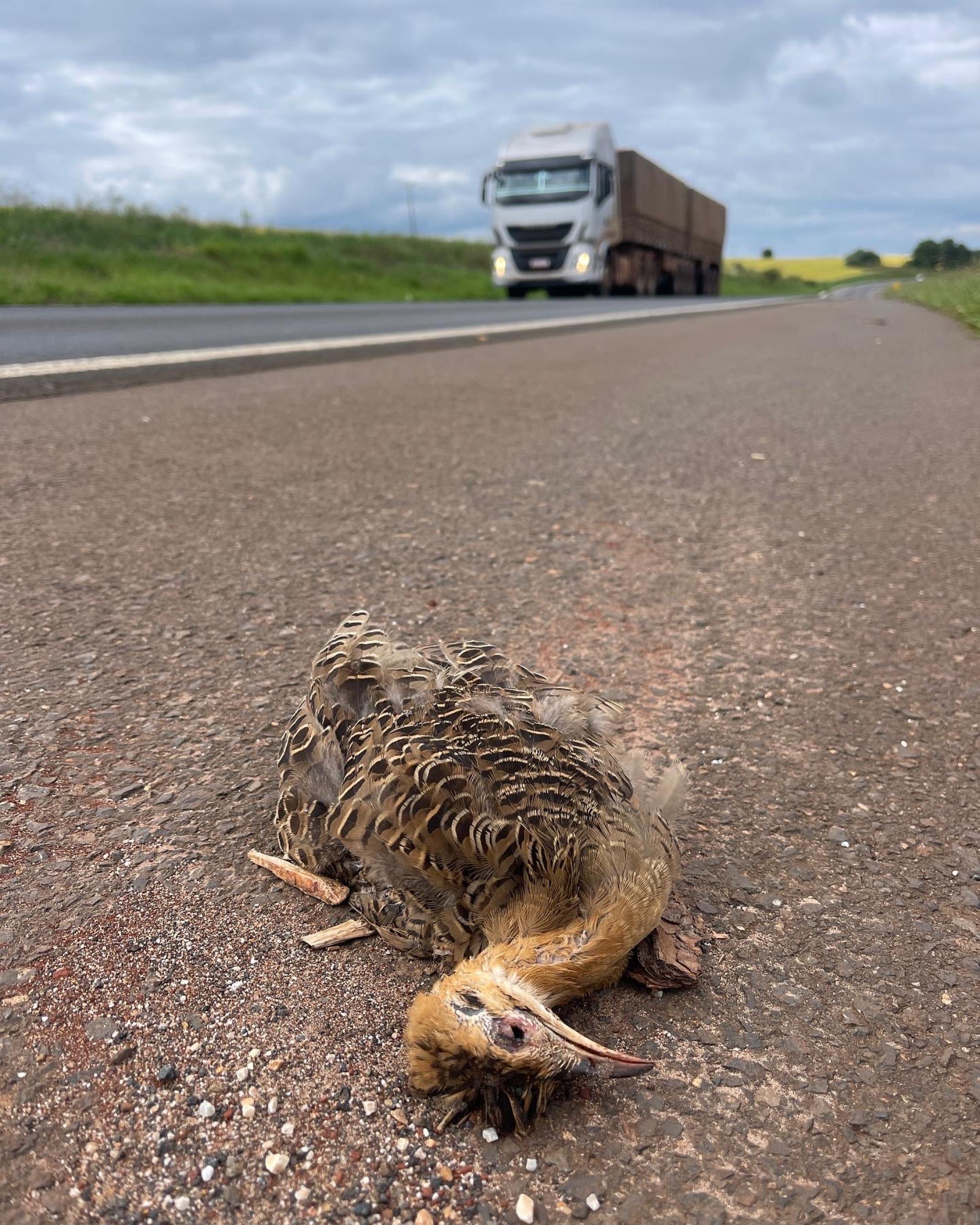 Ein toter Vogel im Vordergrund auf einer schnurgeraden Landstrasse. Im Hintergrund ist ein Sojalaster zu sehen.