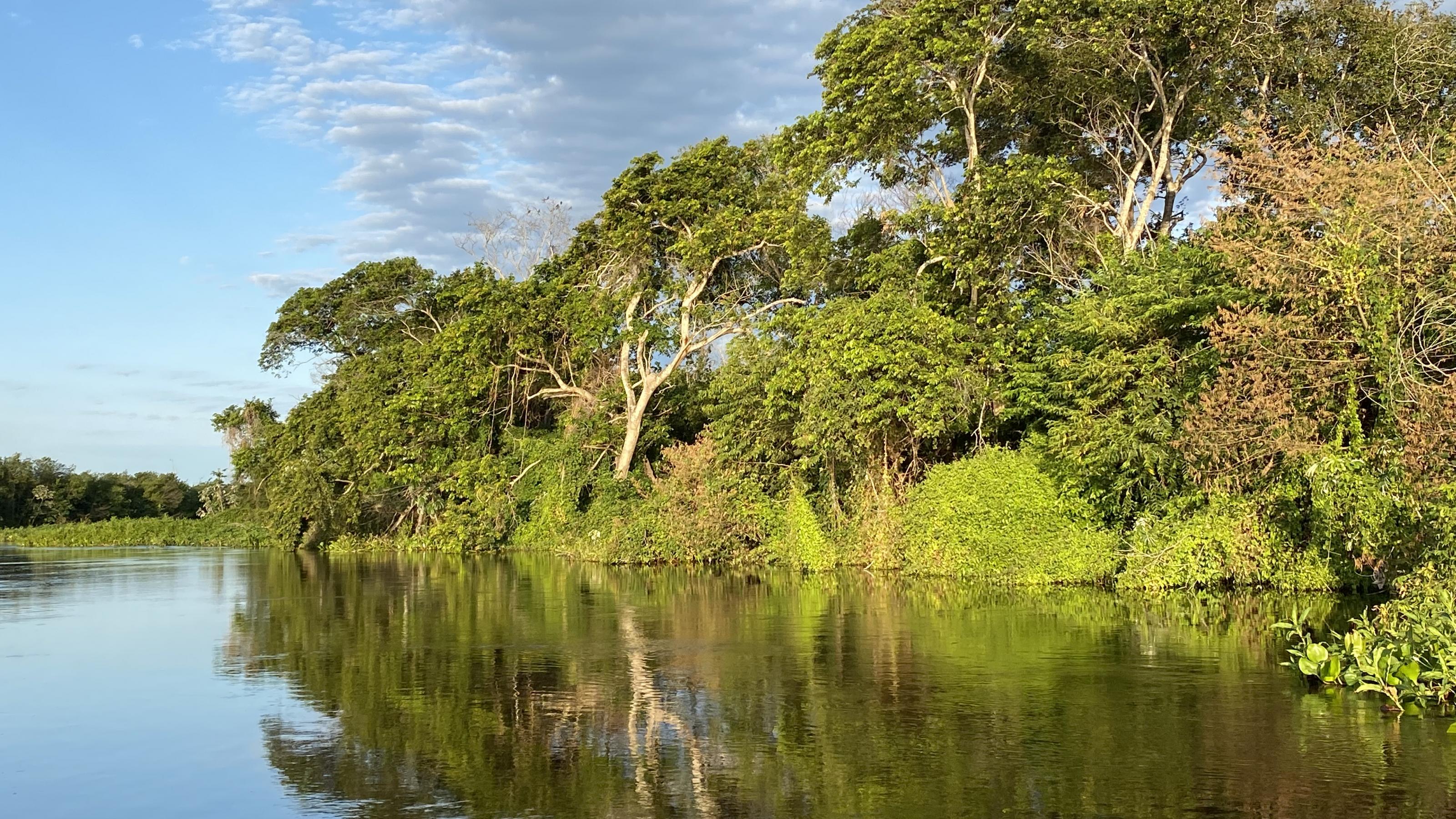 Abendstimmung im goldenen Licht am Ufer des Pantanal. Bäume spiegeln sich im stillen Wasser.