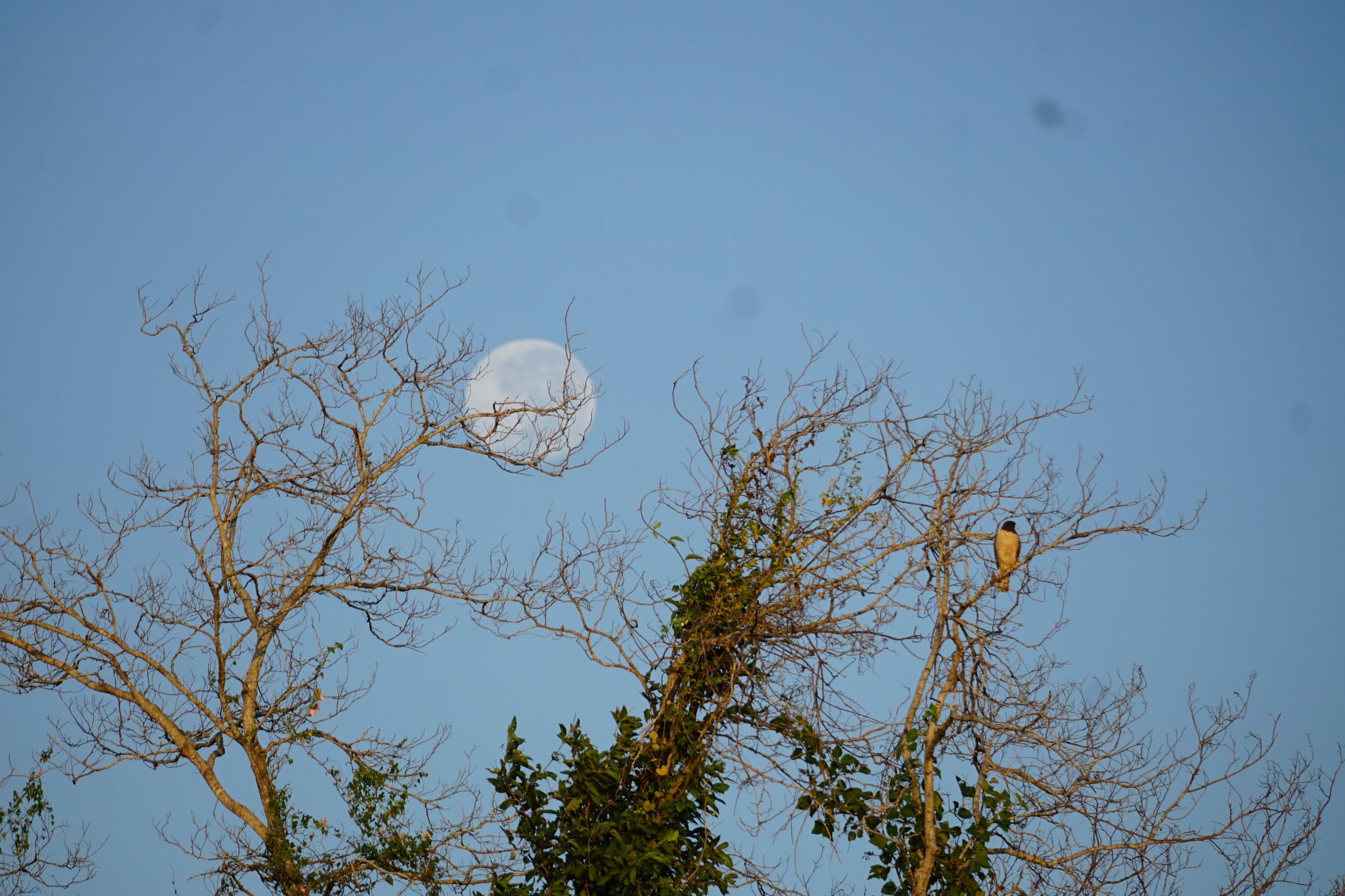 Ein Greifvogel  im Morgenlicht auf einem Baumgerippe, dahinter der verblassende Vollmond.