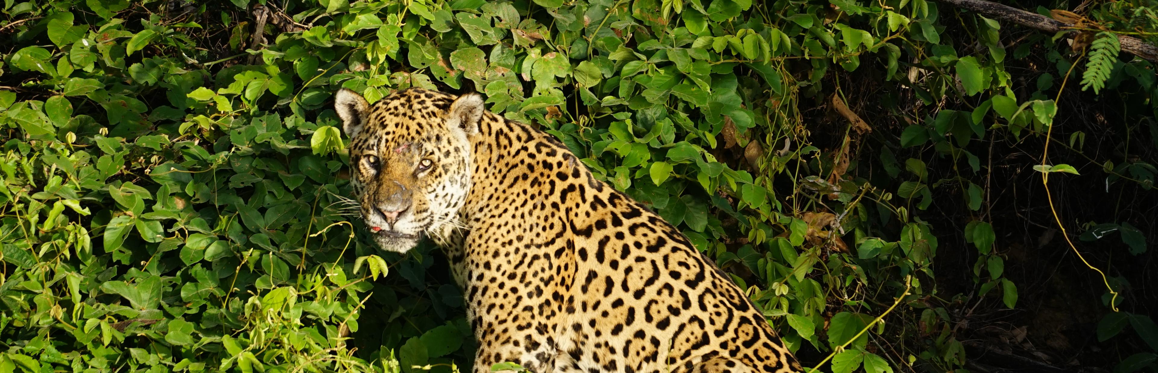 Ein Jaguar, halb liegend, am Flussufer am frühen Morgen.