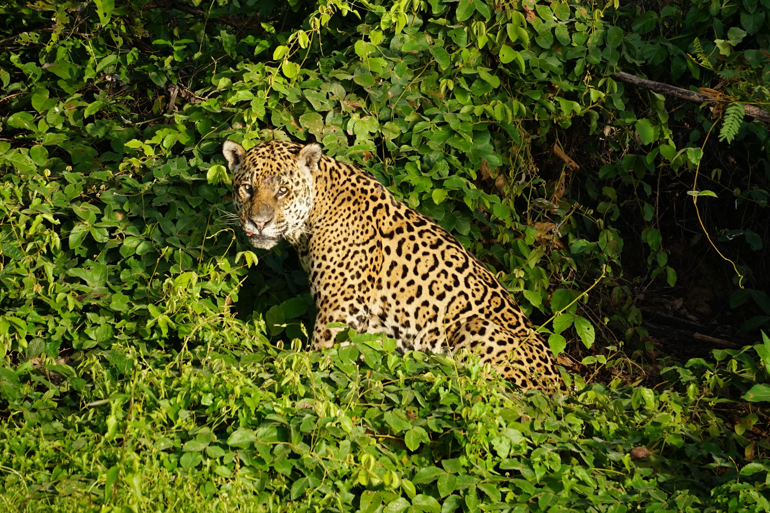 Ein Jaguar, halb liegend, am Flussufer am frühen Morgen.