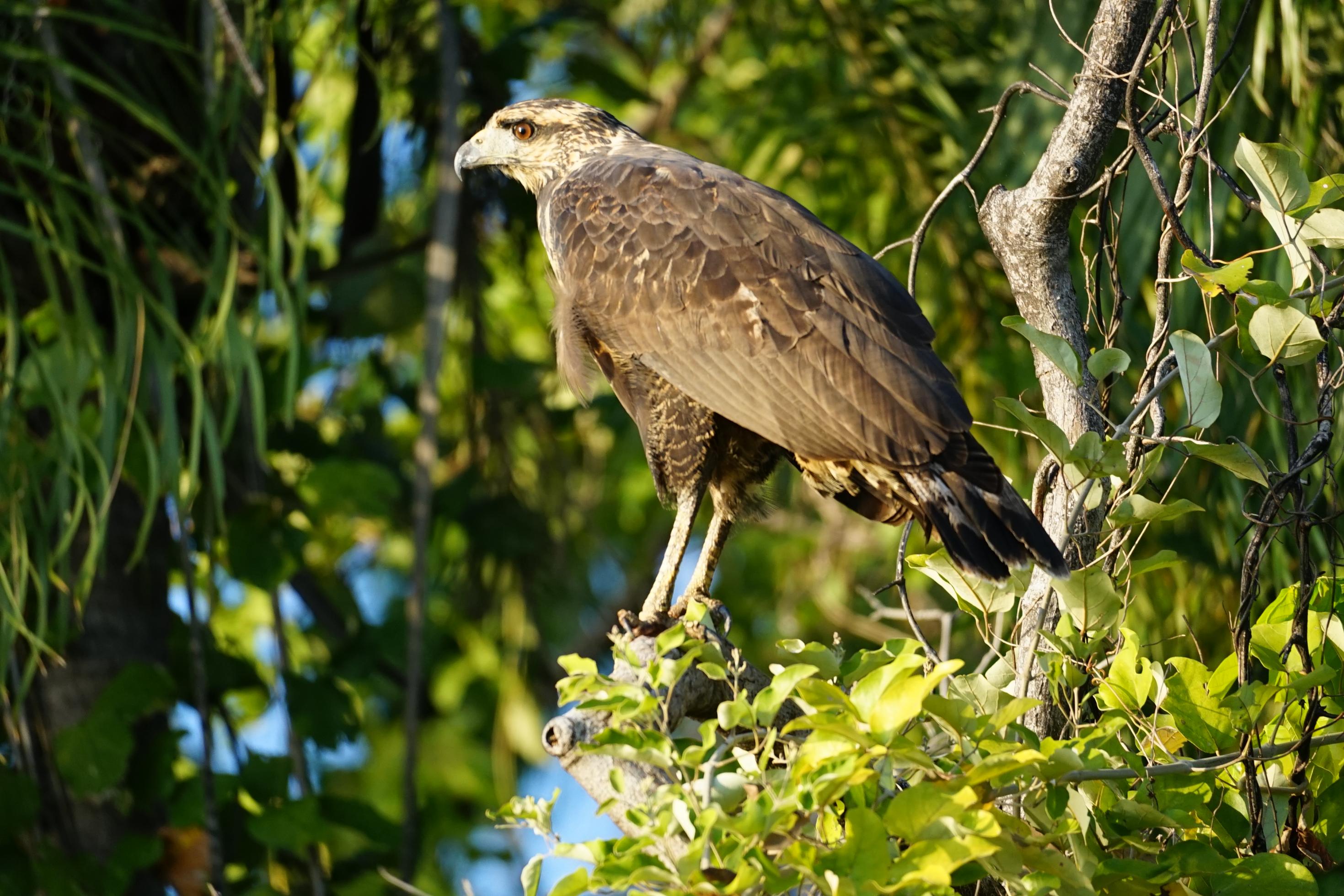 Ein Greifvogel im Profil zwischen Büschen im Morgenlicht.