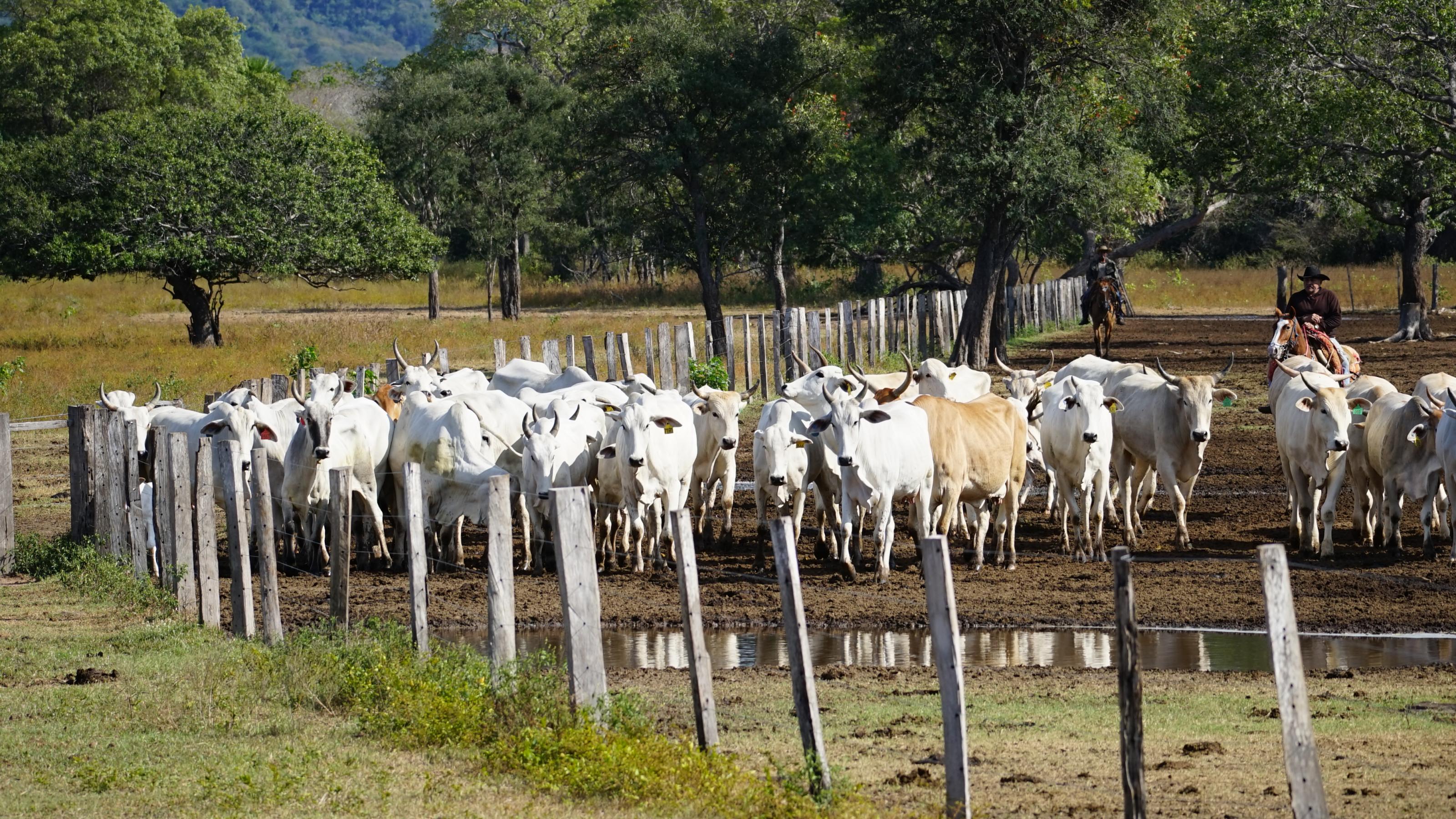 Eine grosse Herde weisser Rinder. wird von einem Gaúcho /Cowboy übers Farmland getrieben.