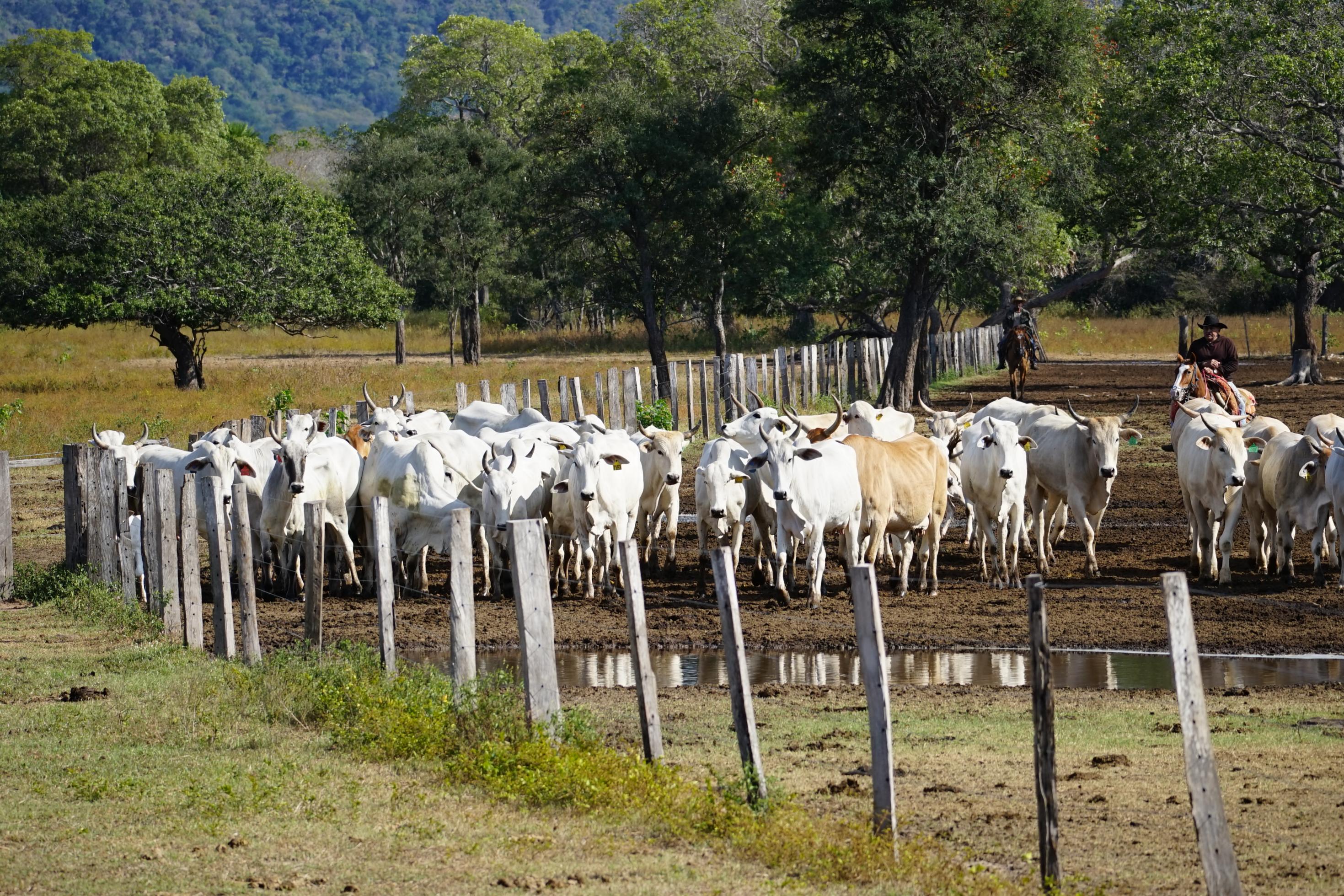 Eine grosse Herde weisser Rinder. wird von einem Gaúcho /Cowboy übers Farmland getrieben.