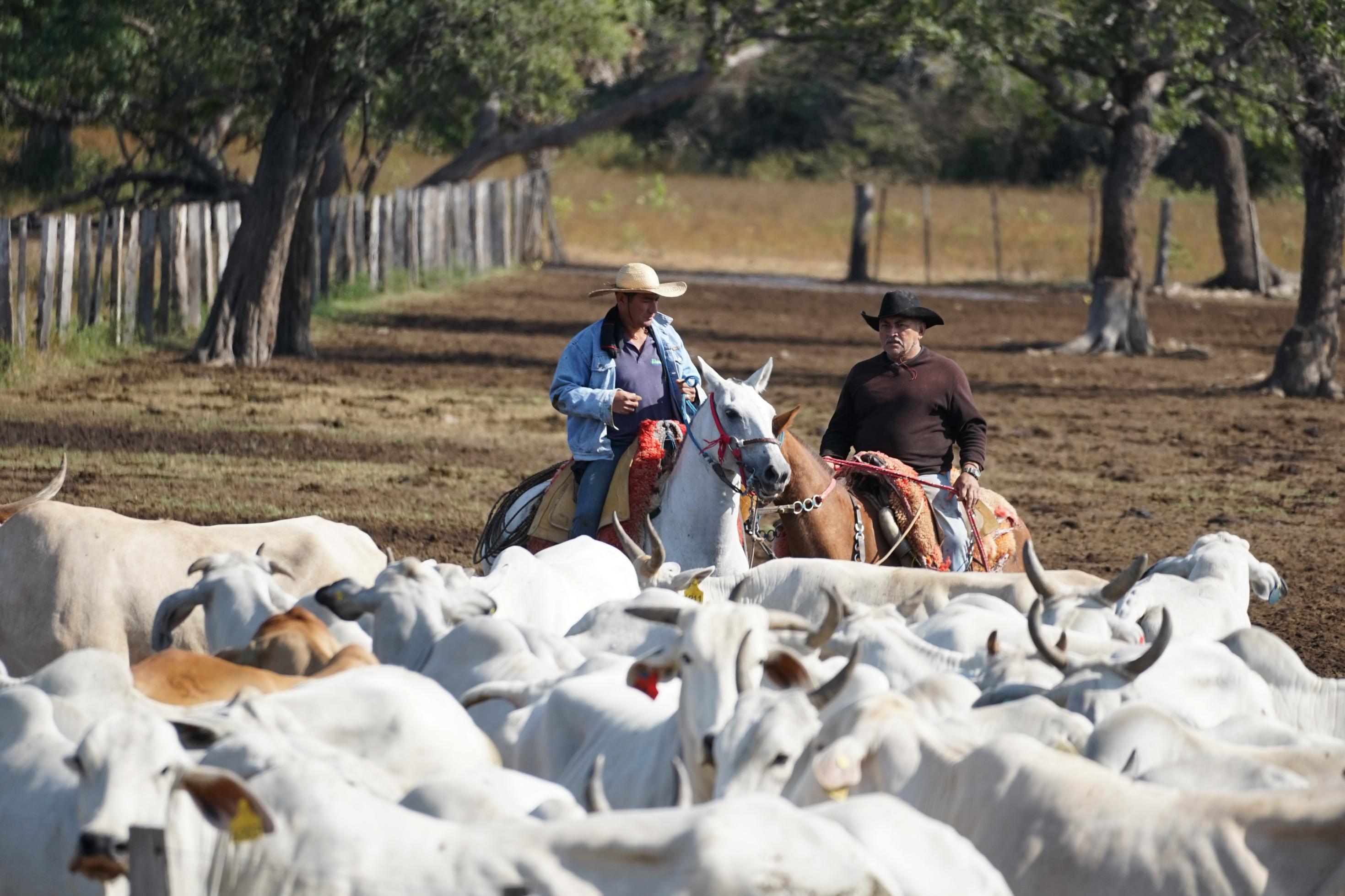 Zwei berittene Rinderhirten verfolgen eine Herde weisser Rinder.
