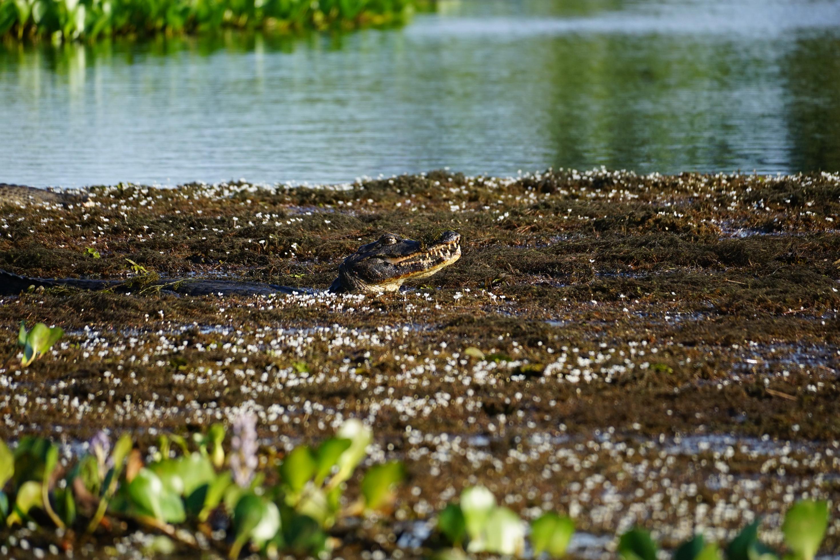 Ein Kaiman, gut getarnt zwischen Holz und Gestrüpp im Wasser des Pantanal.