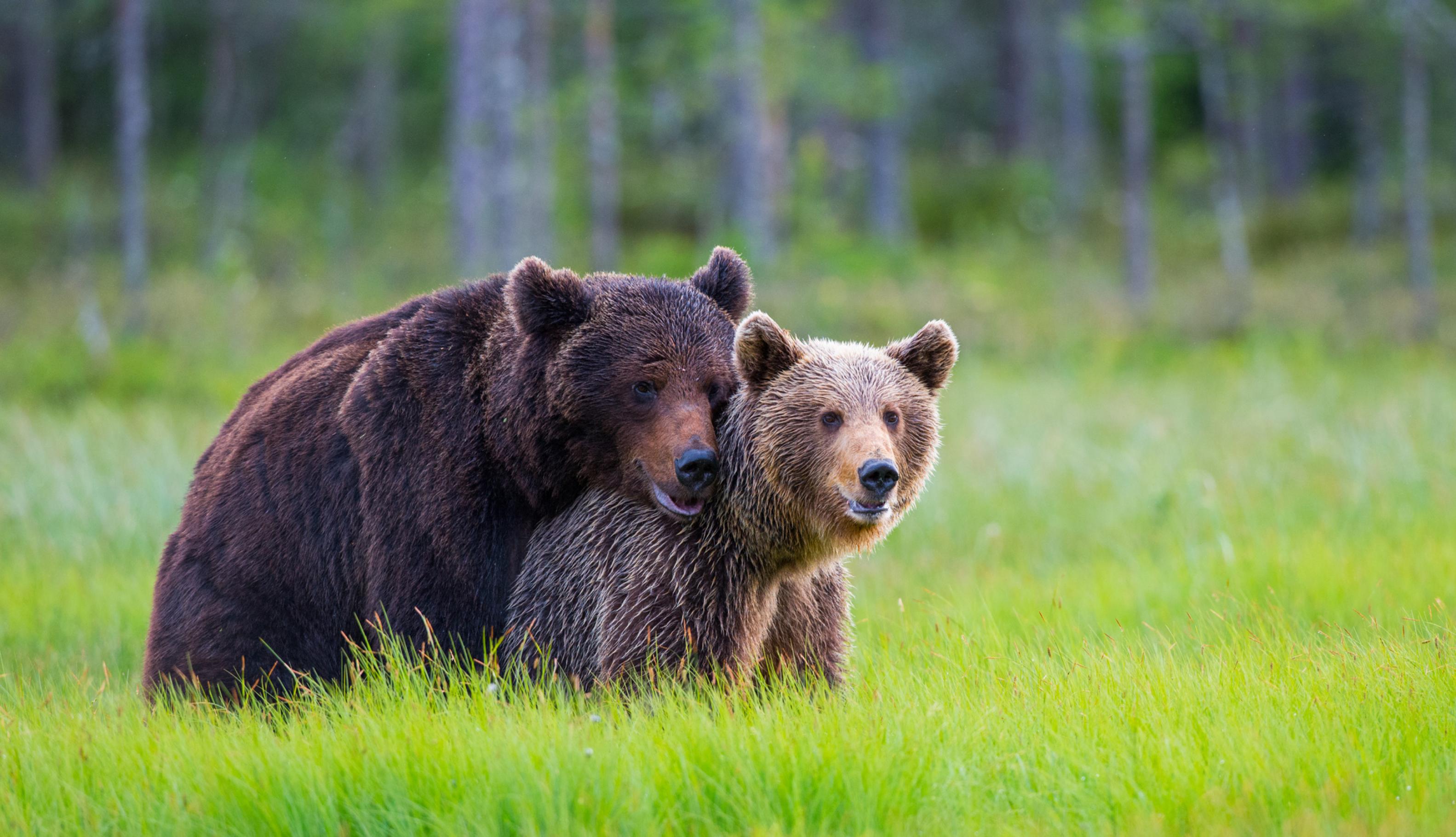 Eine Braunbären-Mutter läuft mit einem Jungen über eine Wiese.