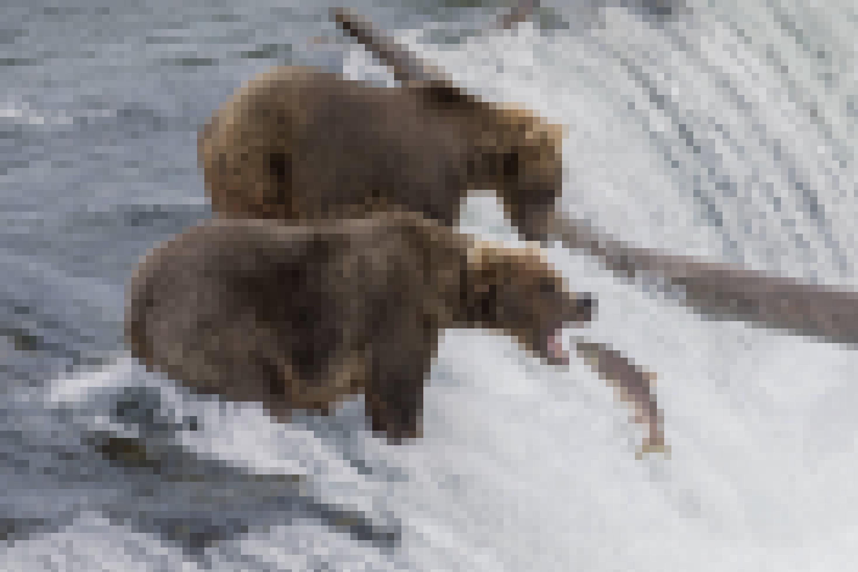 Braunbär sitzt in einem Fluss. Springender Lachs befindet sich direkt vor dem Maul des Bären.