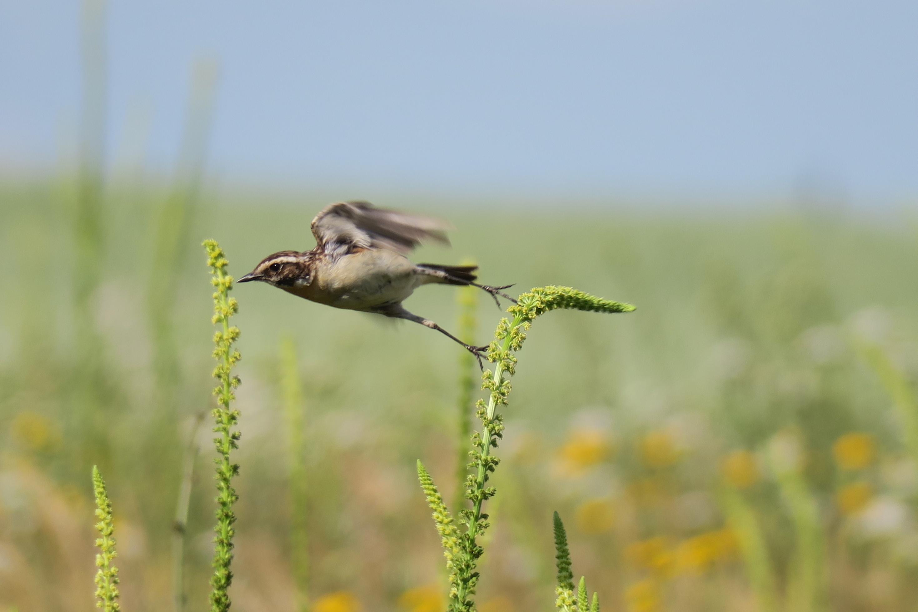 Das Bild zeigt den Vogel beim Abflug von einem Pflanzenstengel.